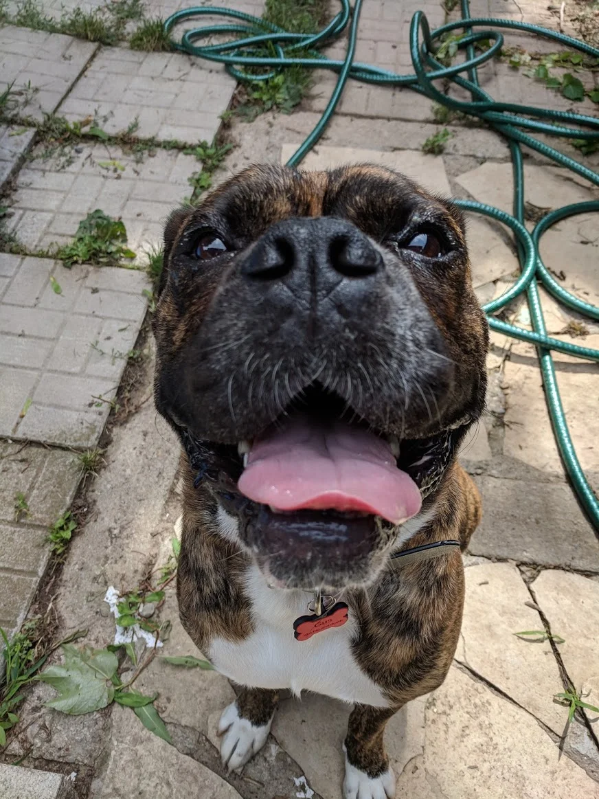 Gus.jpg