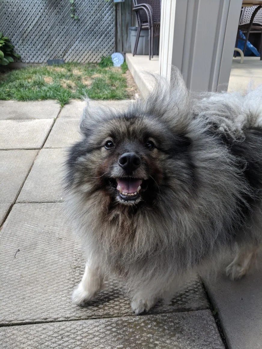 Leannes dog.jpg