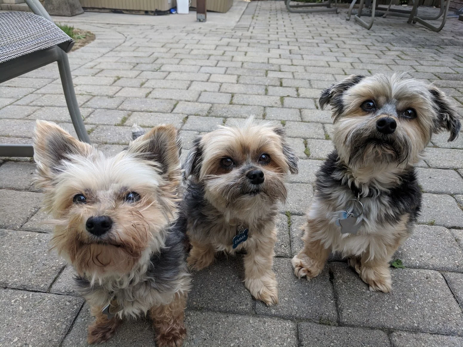 Morkies.jpg