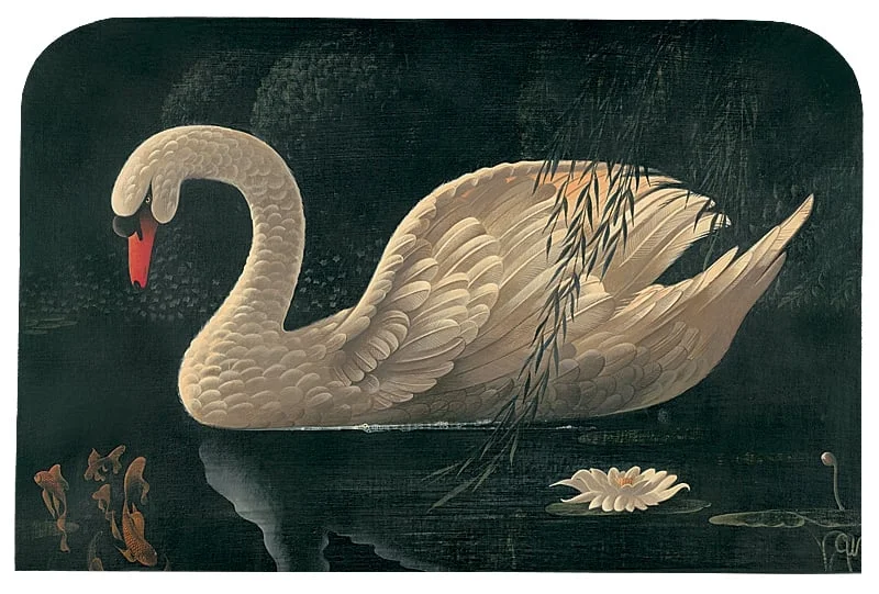 Swan_3-1.jpg