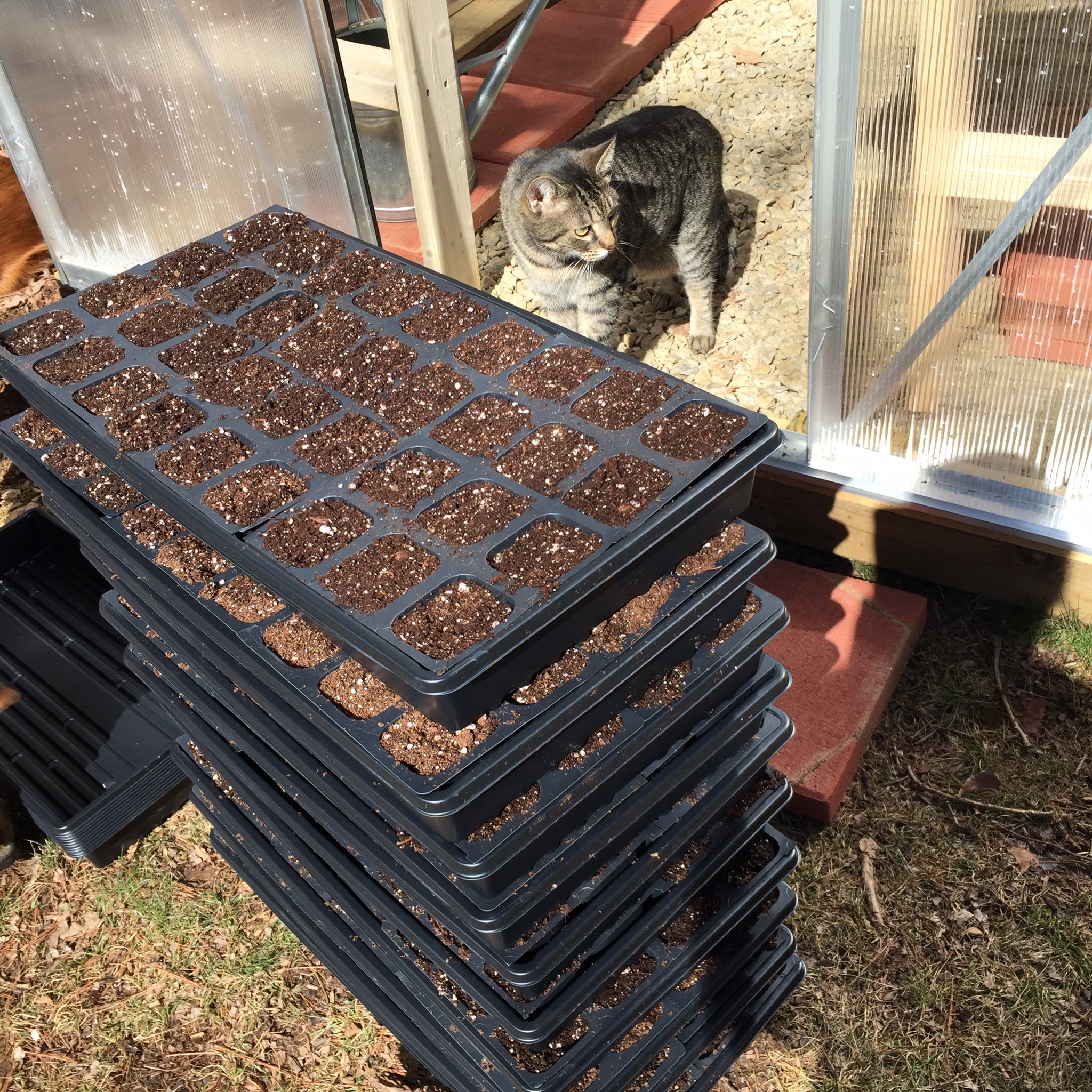 Norman the cat: greenhouse overseer