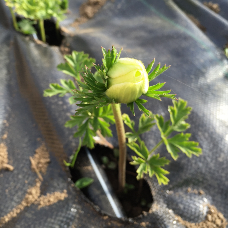 Flourish's first official bud of the season, a black and white anemone