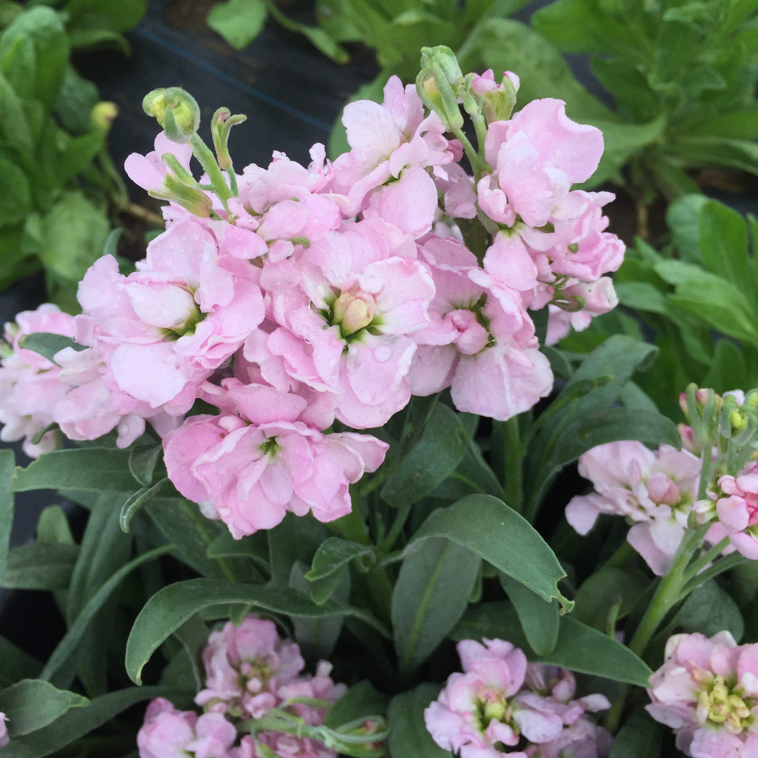Summertime Update! — Flourish Flower Farm