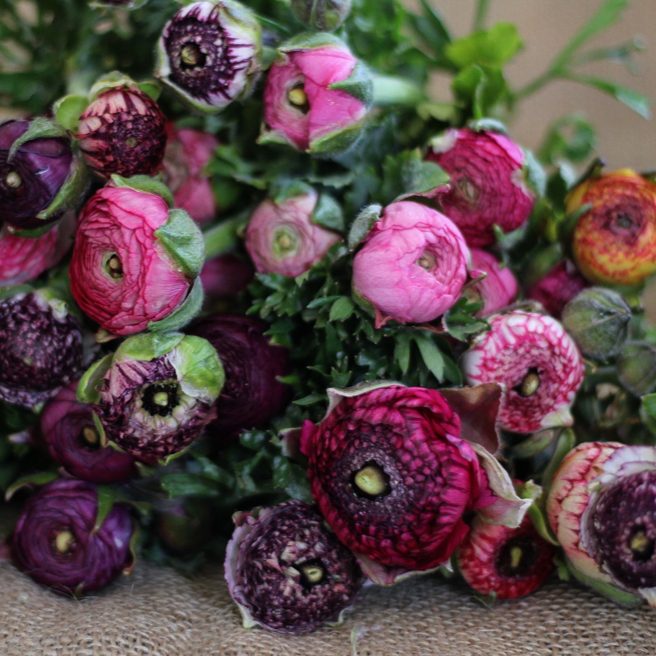 Ranunculus Love Affair — Flourish Flower Farm