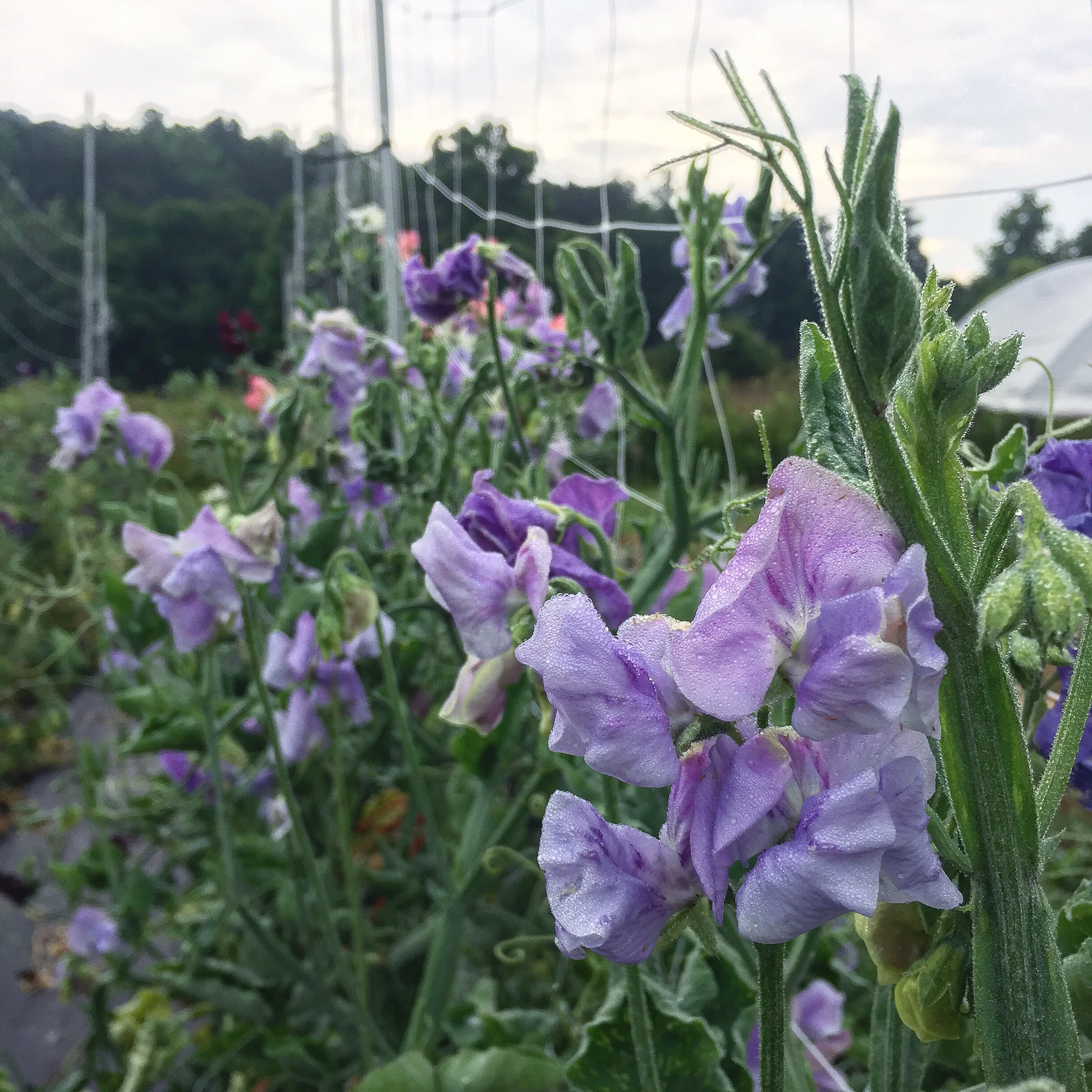 Sweet Pea Seeding + A Giveaway!