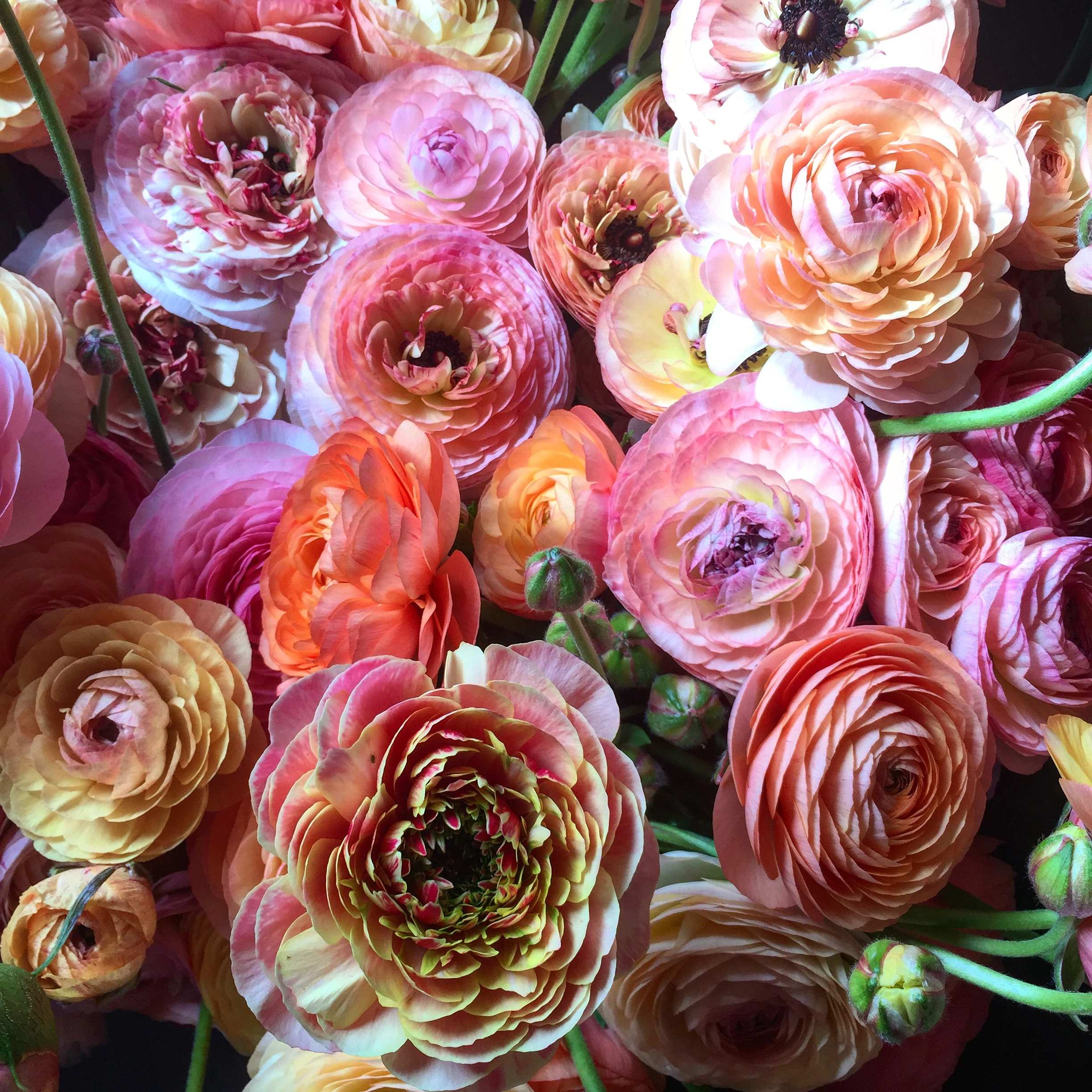 Ranunculus Love Affair