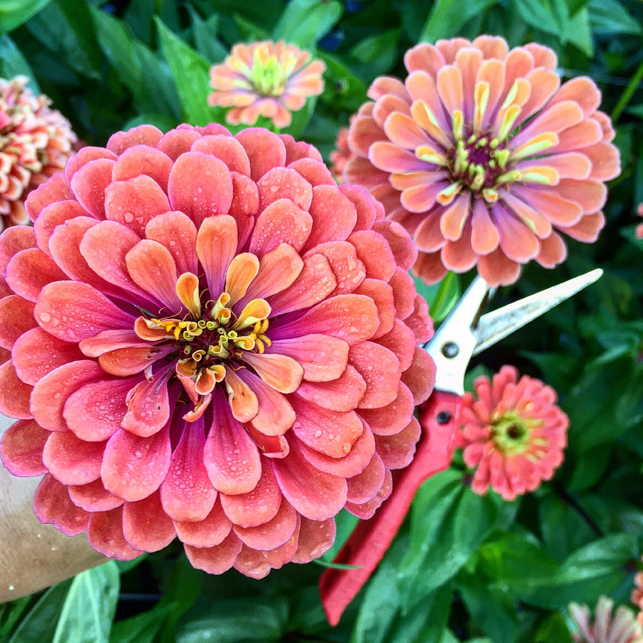 My Top 6 Favorite Summer Flowers 