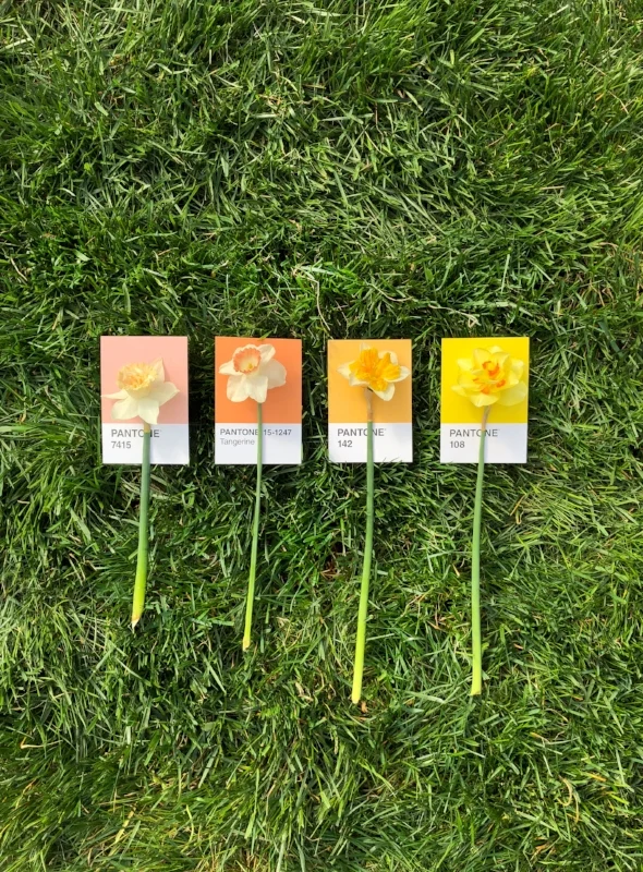 narcissus.jpg