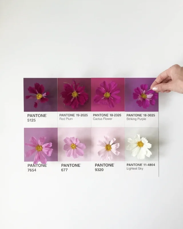 Cosmos_photoshoot_ (1 of 11).jpg