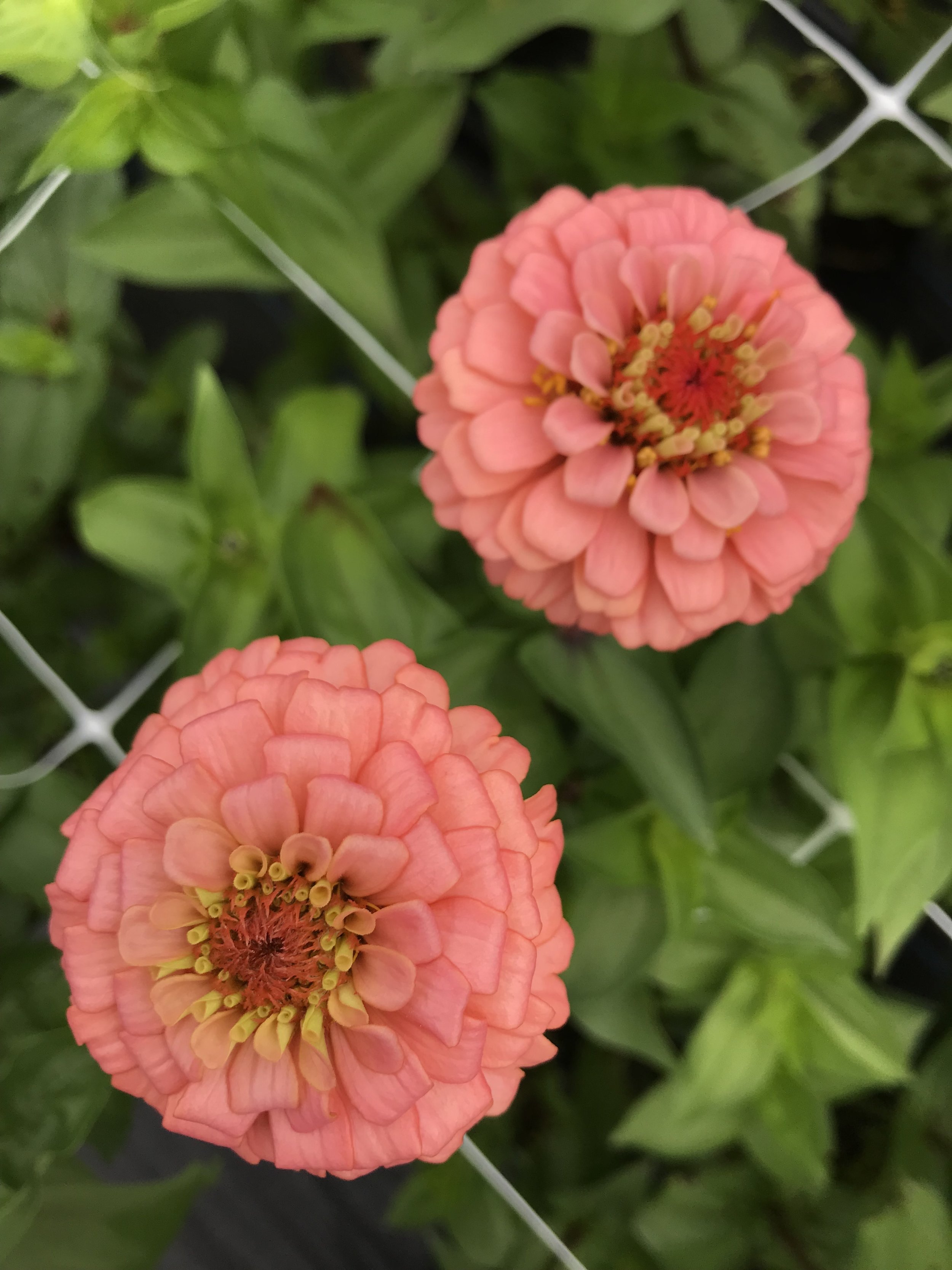 My Favorite Zinnia Varieties + A Farm Update — Flourish Flower Farm