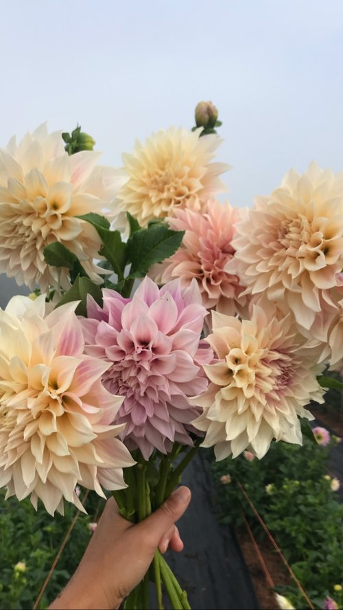 Tried & True Favorite Dahlia Varieties — Flourish Flower Farm