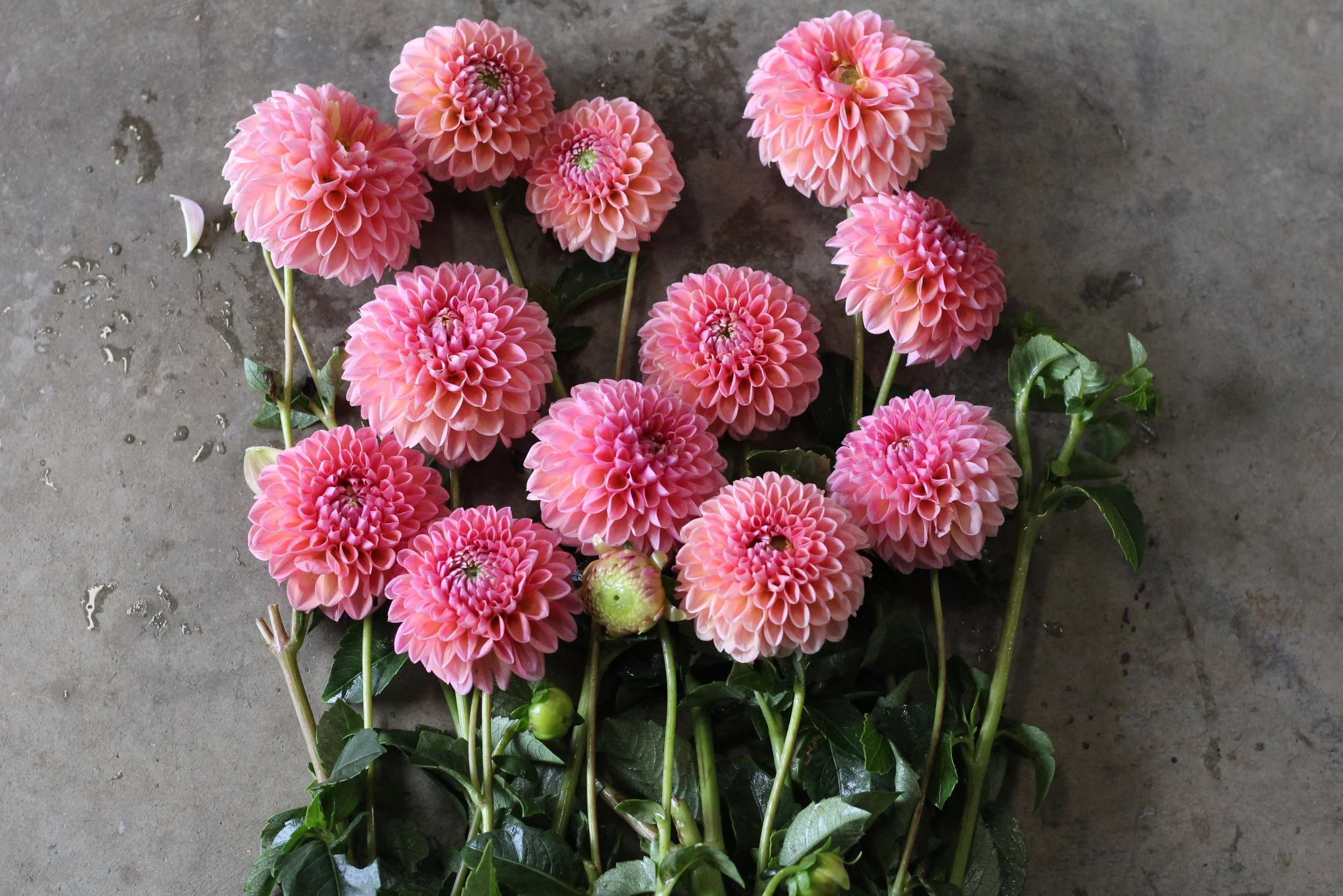 Tried & True Favorite Dahlia Varieties — Flourish Flower Farm