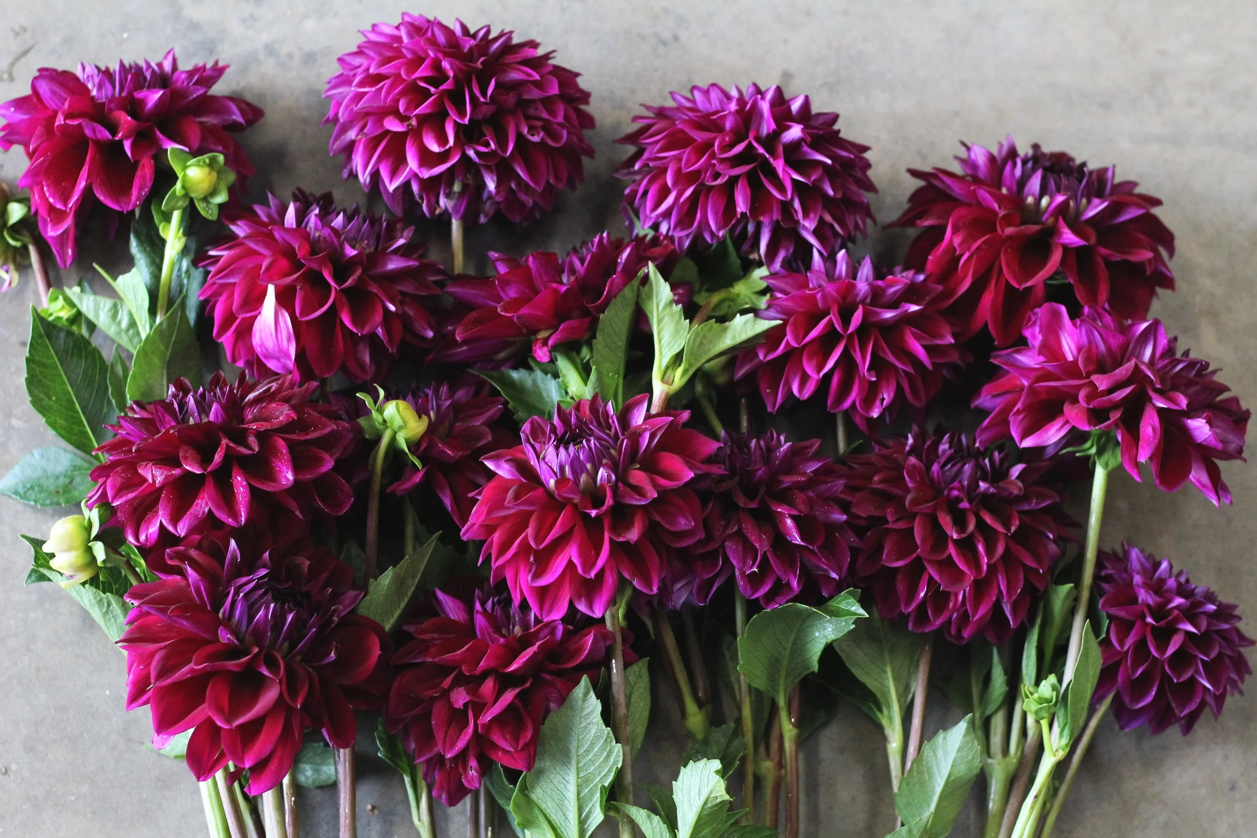 Tried & True Favorite Dahlia Varieties — Flourish Flower Farm