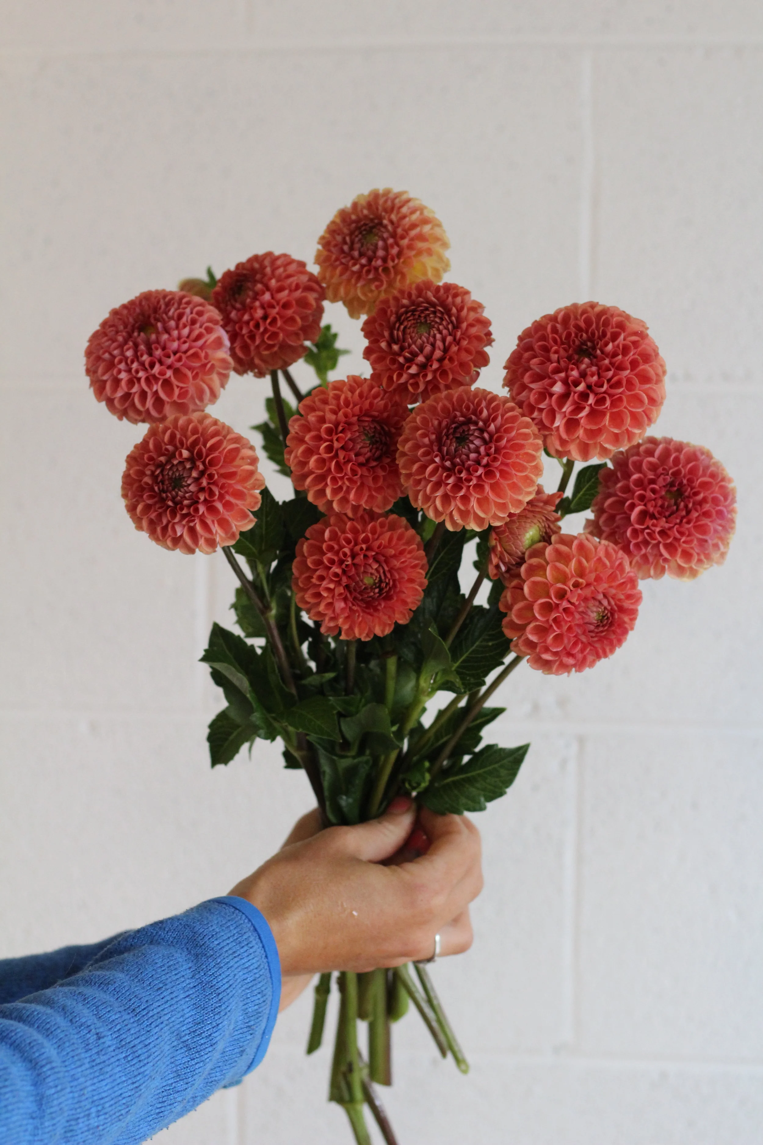 Tried True Favorite Dahlia Varieties Flourish Flower Farm