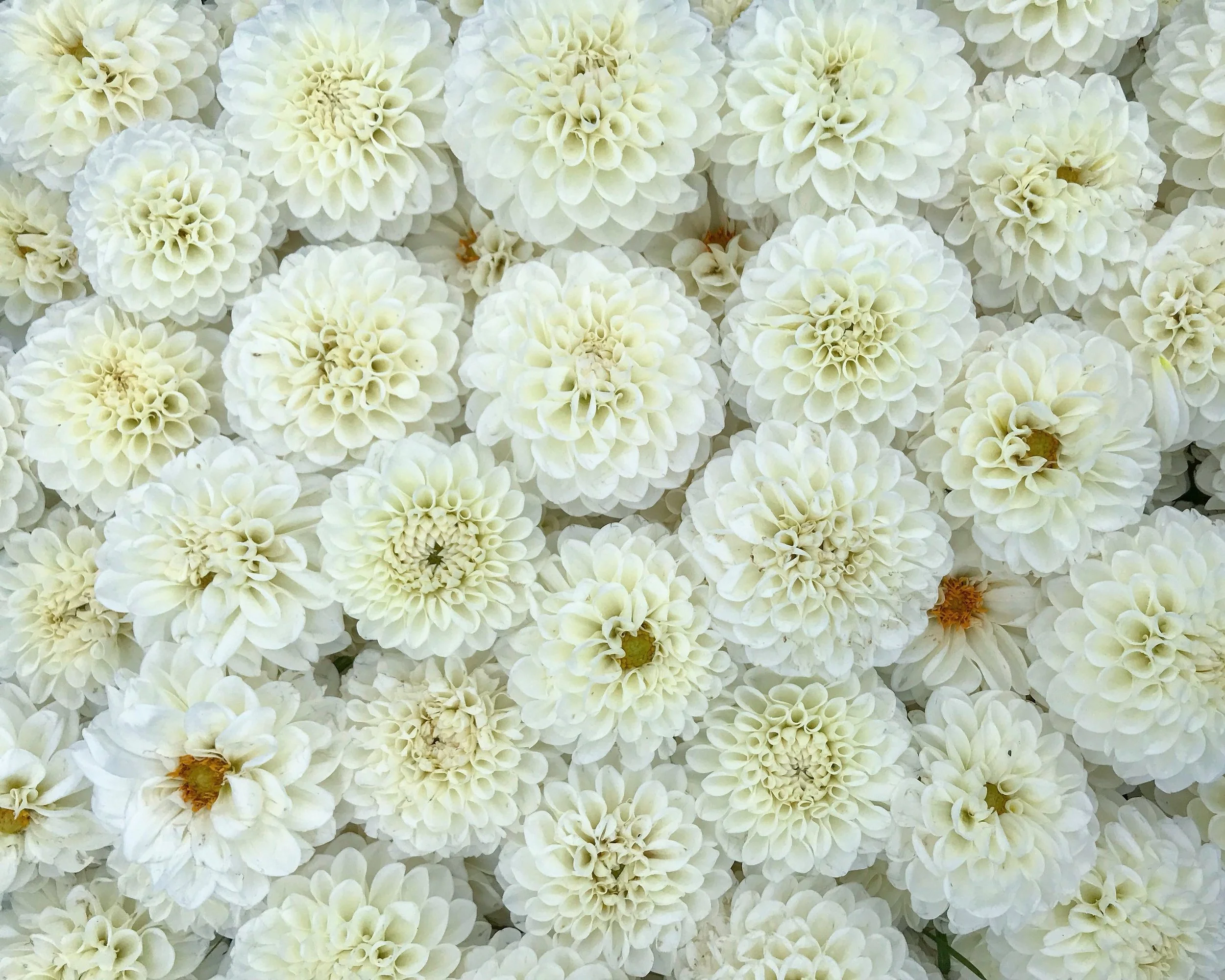 9A401E07-140D-4258-897C-083A1F08D0D4.jpg