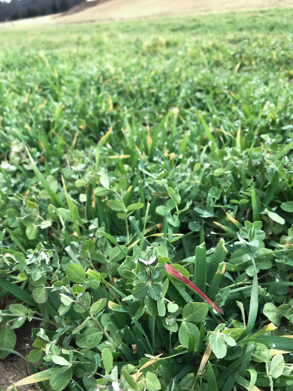 Late winter cover crop 