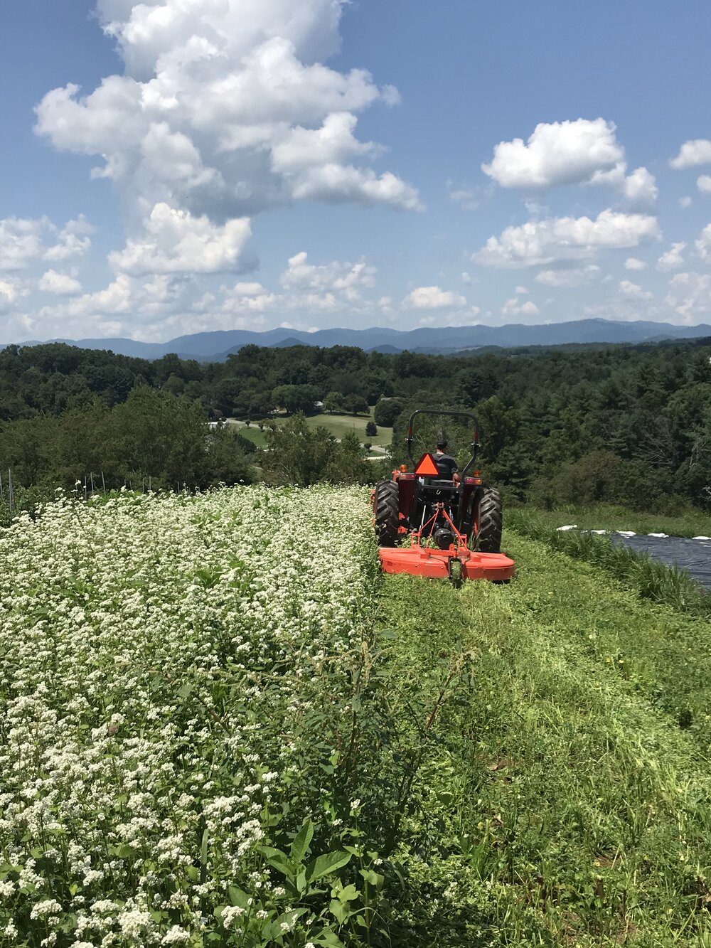 Mowing summer buckwheat