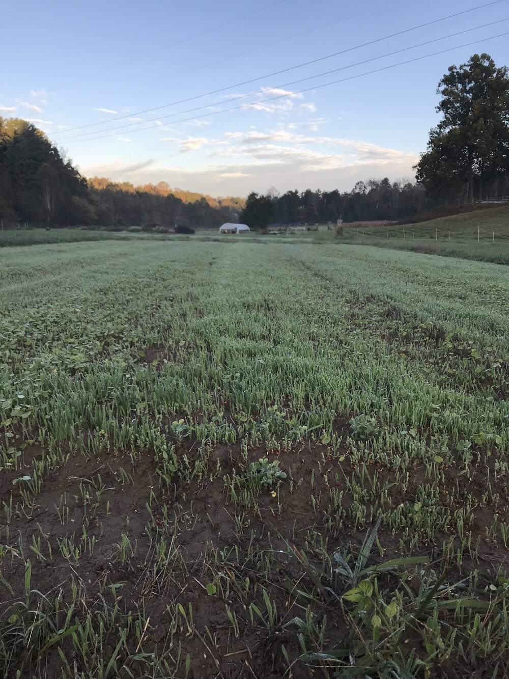 Early winter cover crop at our old (flat) farm