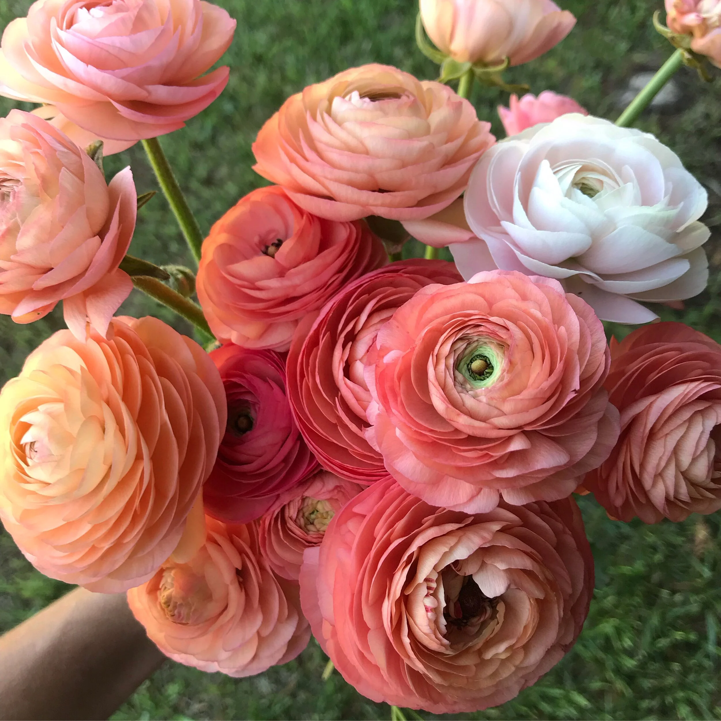 How we plant ranunculus and anemone