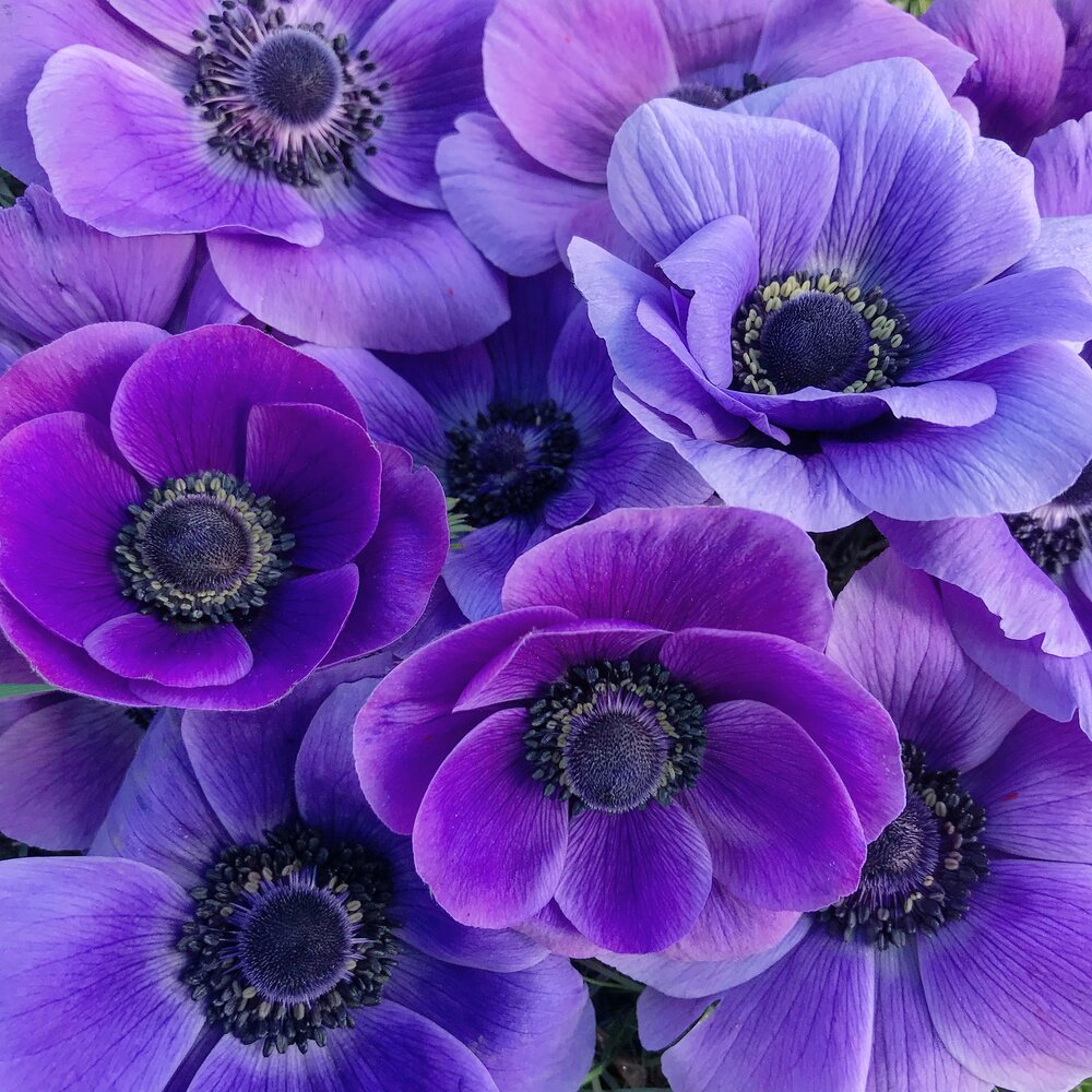 Anemone, Violet — Flourish Flower Farm