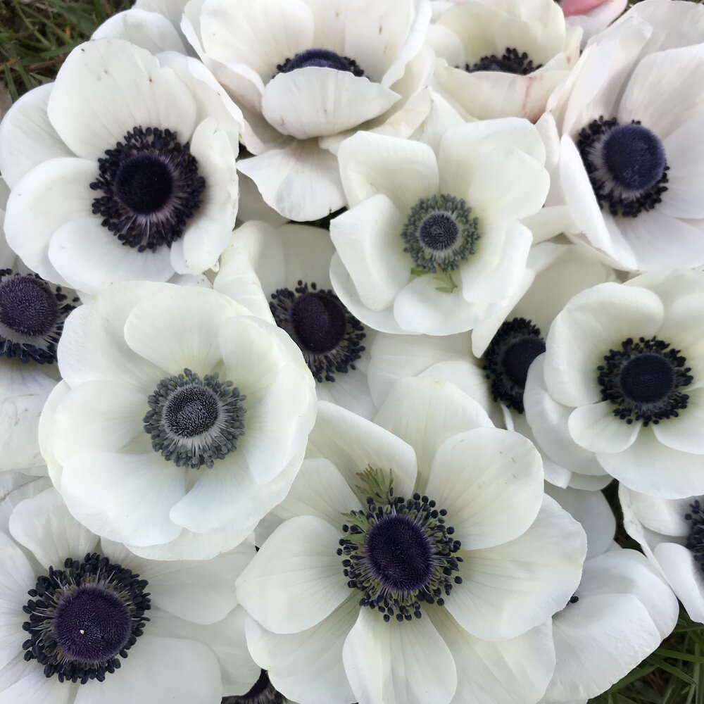 Anemone Black White Flourish Flower Farm