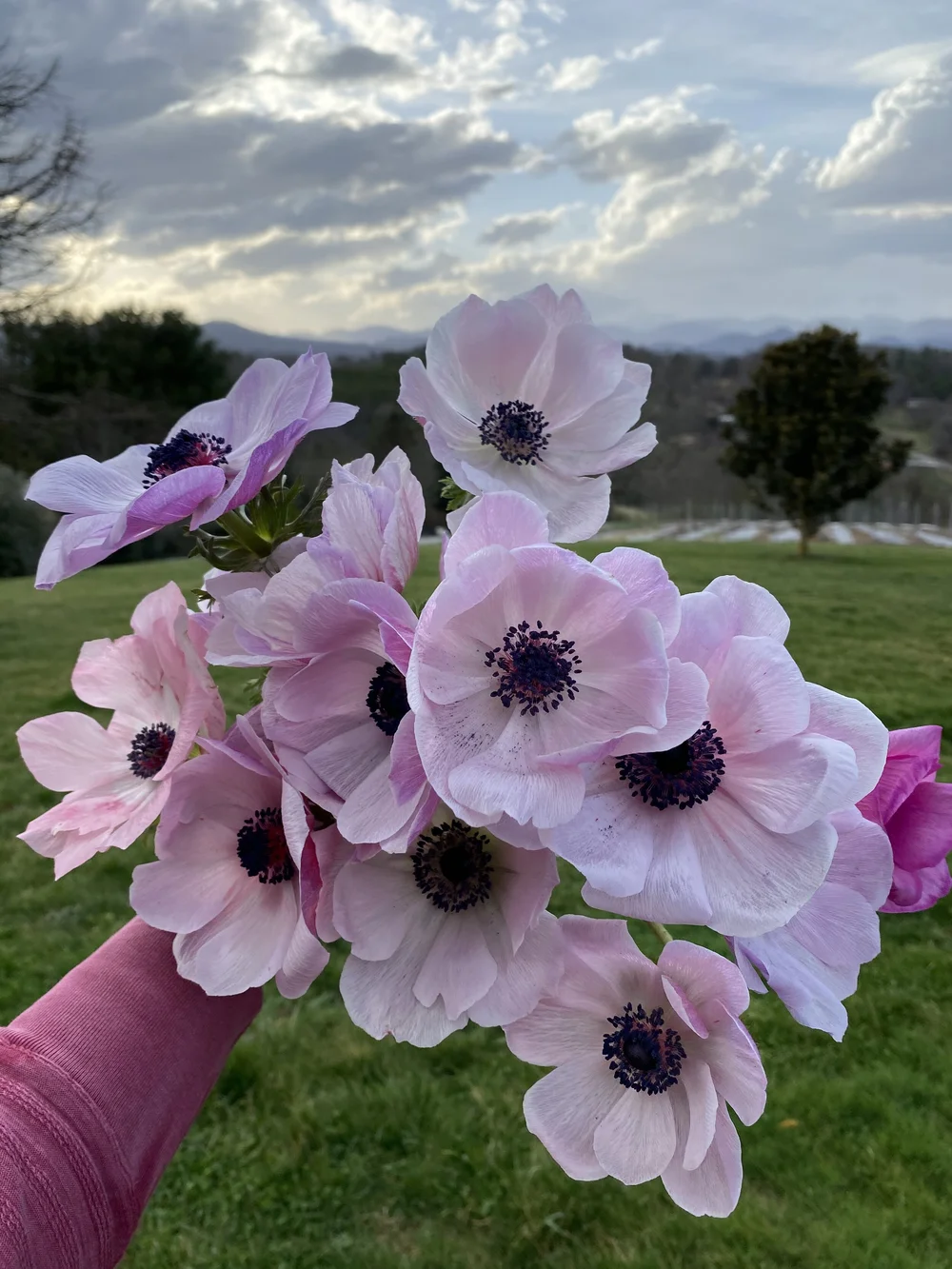 Anemone Italian, Lavender  Flourish Flower Farm
