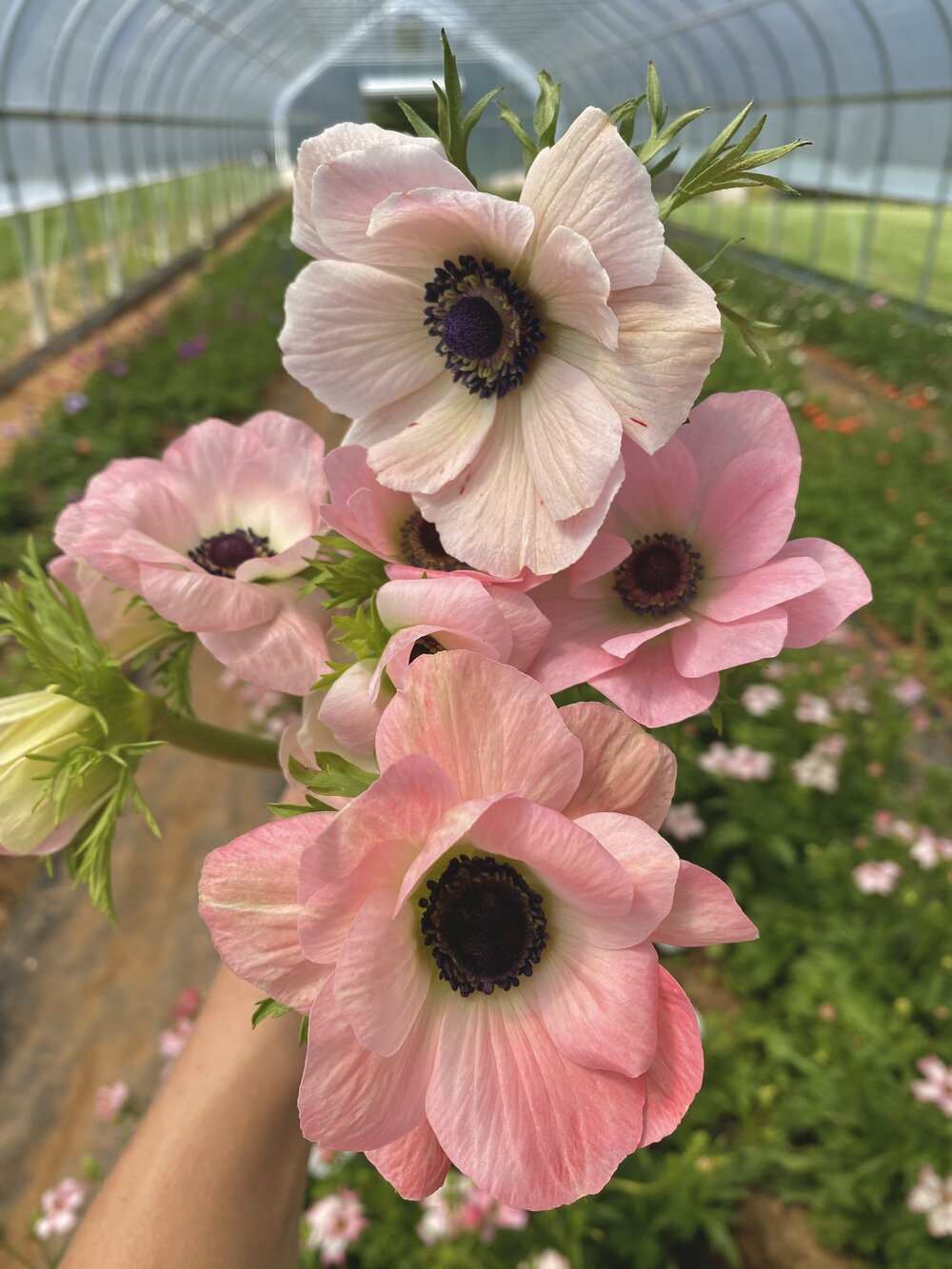 Anemone Italian, Blush — Flourish Flower Farm