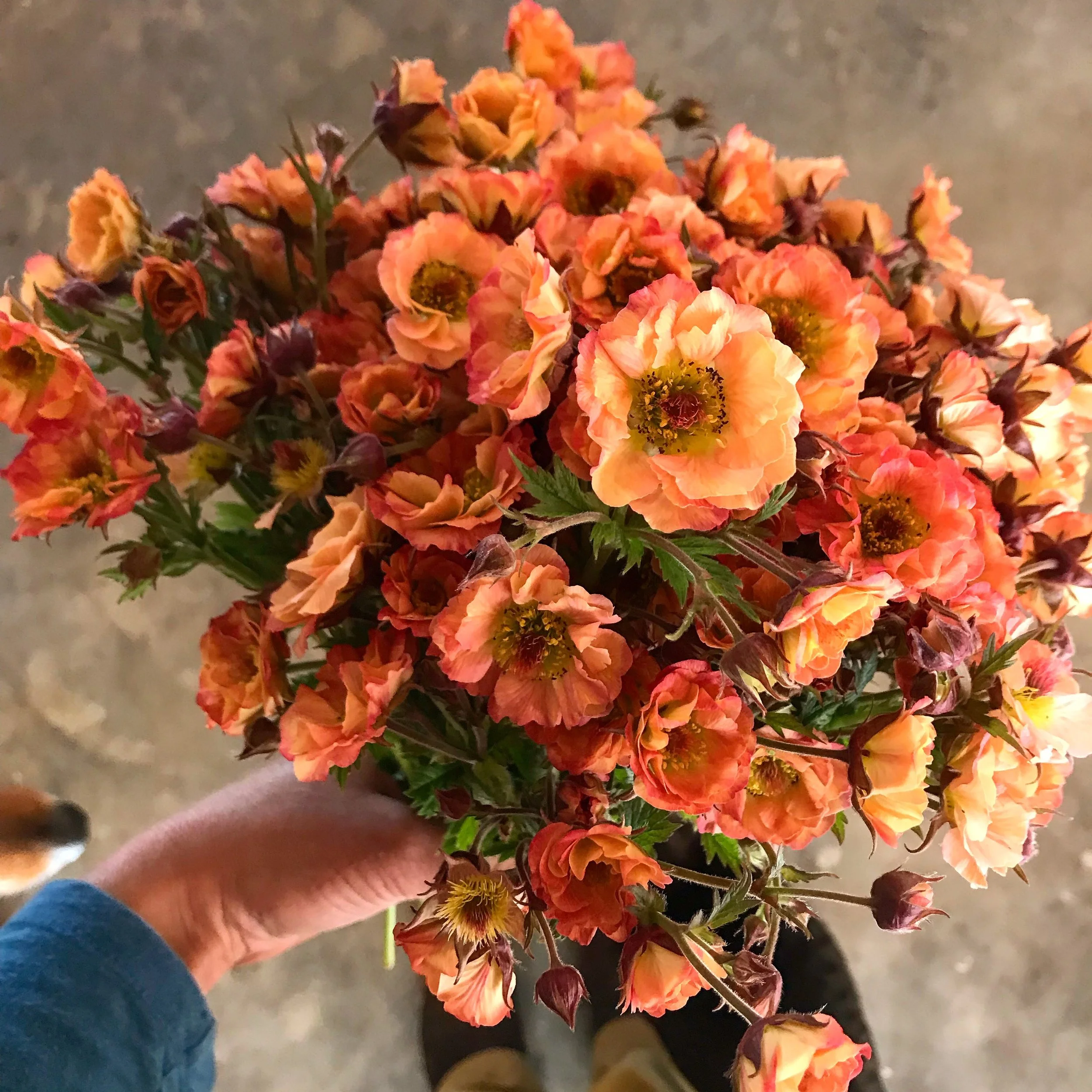 Favorite Cut Flowers for Shade Gardens 