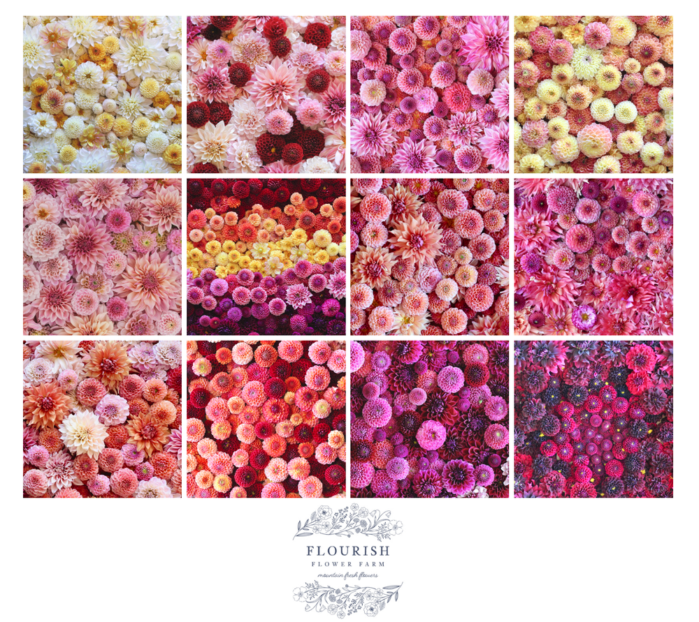 2023 Dahlia Floral Art WALL Calendar — Flourish Flower Farm