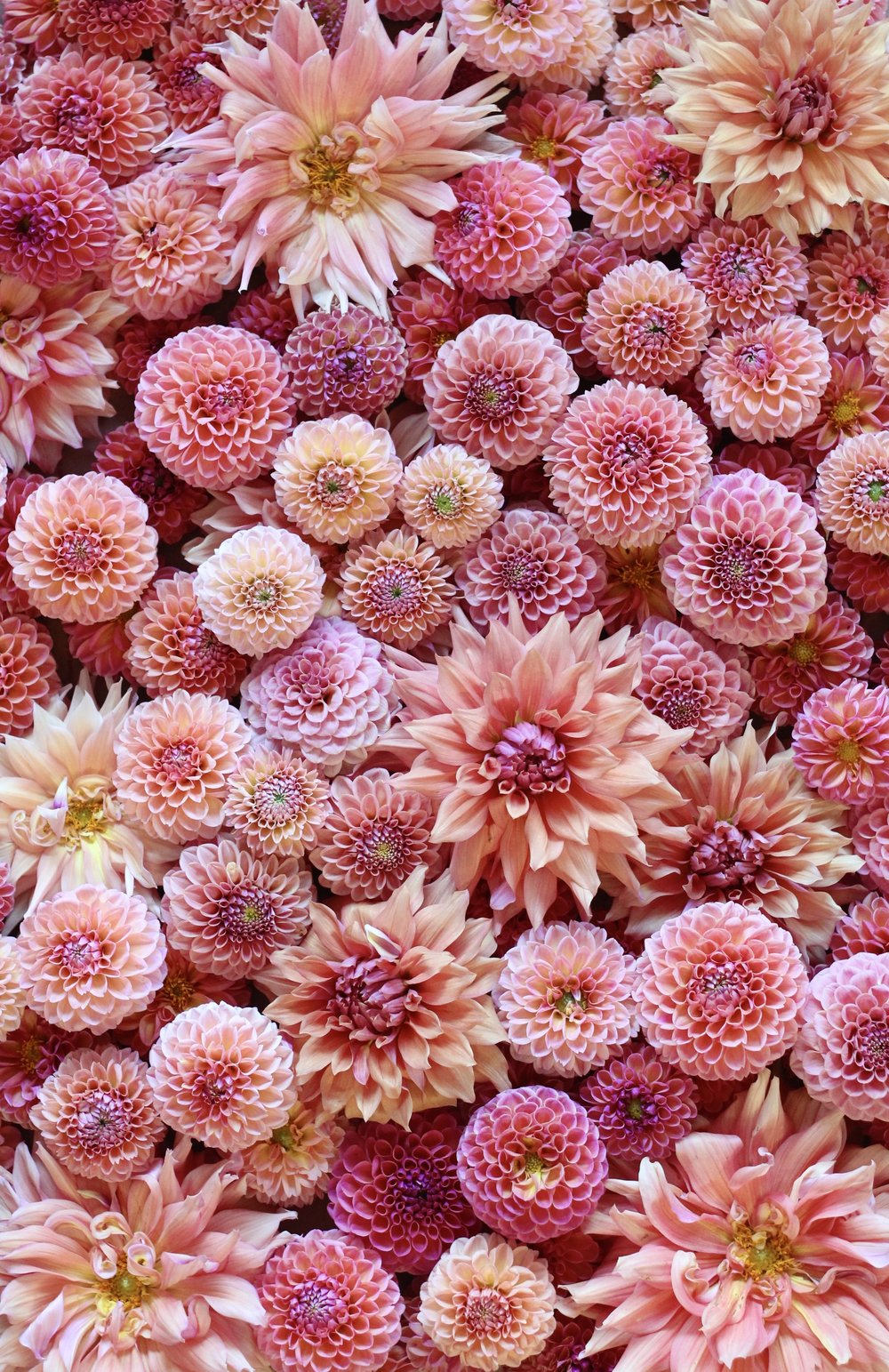 2023 Dahlia Floral Art WALL Calendar — Flourish Flower Farm
