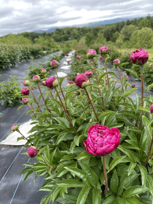 Peony Care And Maintenance: Expert Tips For Blooming Success