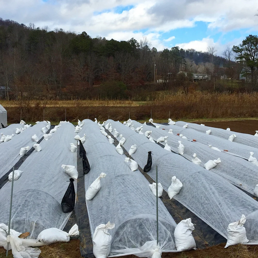 Row covers with wire supports in the field. They can be used the same way inside a tunnel, but require less weights on the sides. 