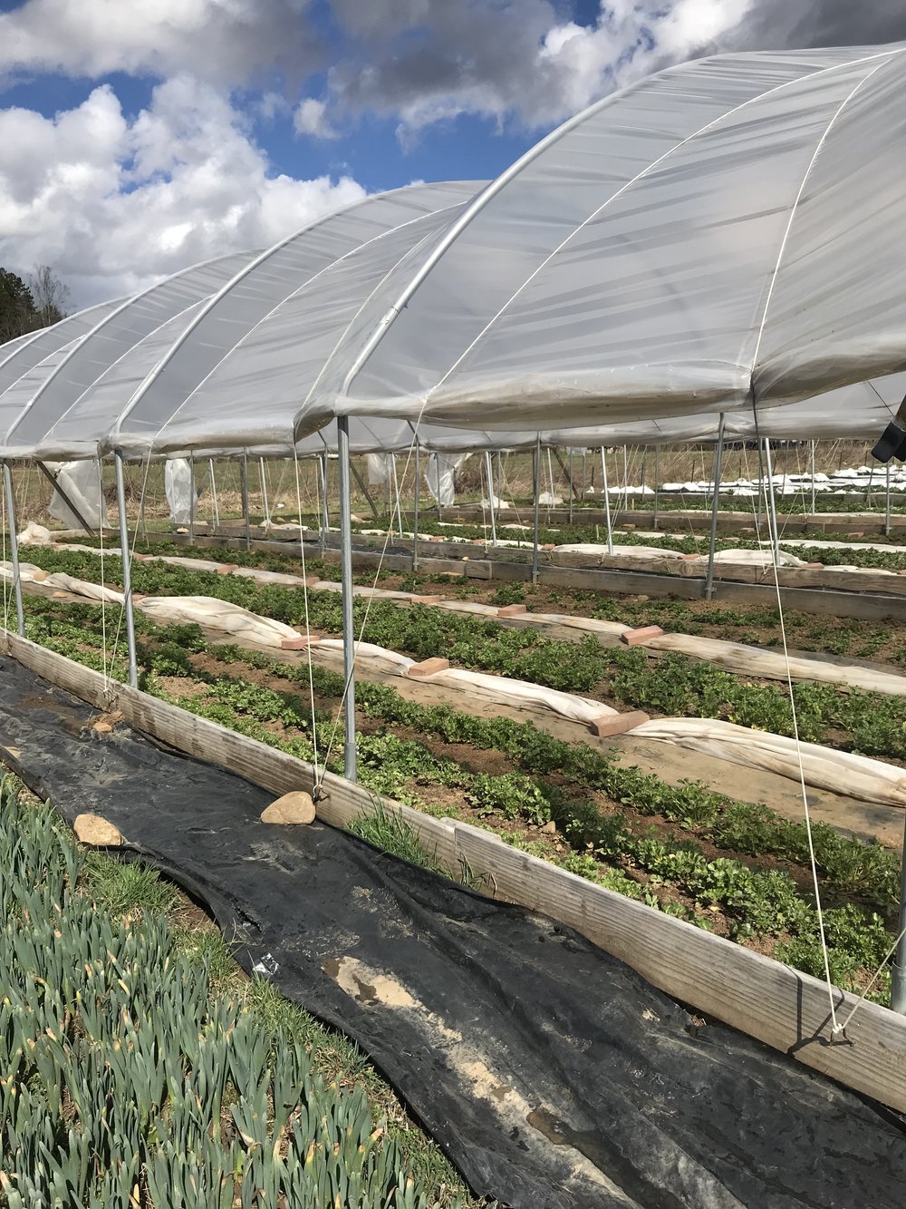 Our first hoop houses with sides rolled up. Very basic set up which isn't recommended for areas with high wind or snow