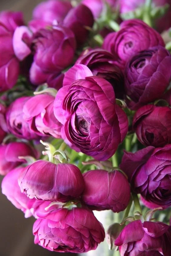Ranunculus, violet.jpeg