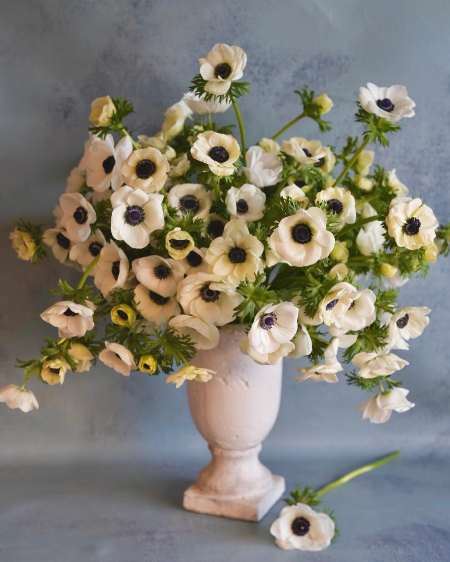 It&rsquo;s a really good year for anemones 🖤🤍🖤 
The Farmstand will be open this Saturday (April 6th) from 9am-6pm. It will be LOADED with fresh flowers like these anemone, ranunculus, fritillaria, tulips &amp; more. We&rsquo;ll also have a selecti