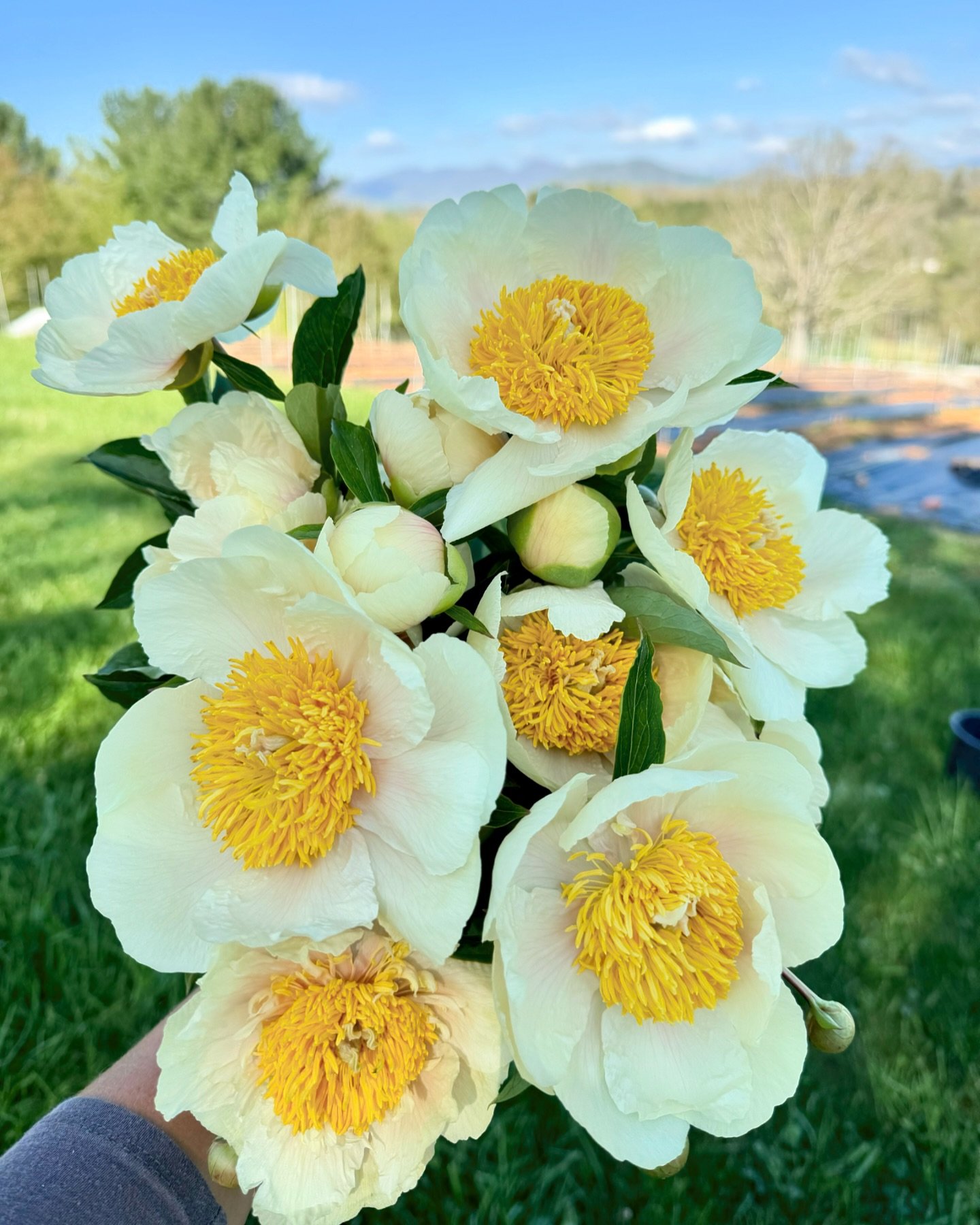 We have so many beautiful flowers blooming on the farm and I can&rsquo;t wait to share them with you this weekend! The Farmstand will be open on Friday (tomorrow) + Saturday. Ranunculus, the first peonies &amp; more! 💛 

This variety of peony is &ls