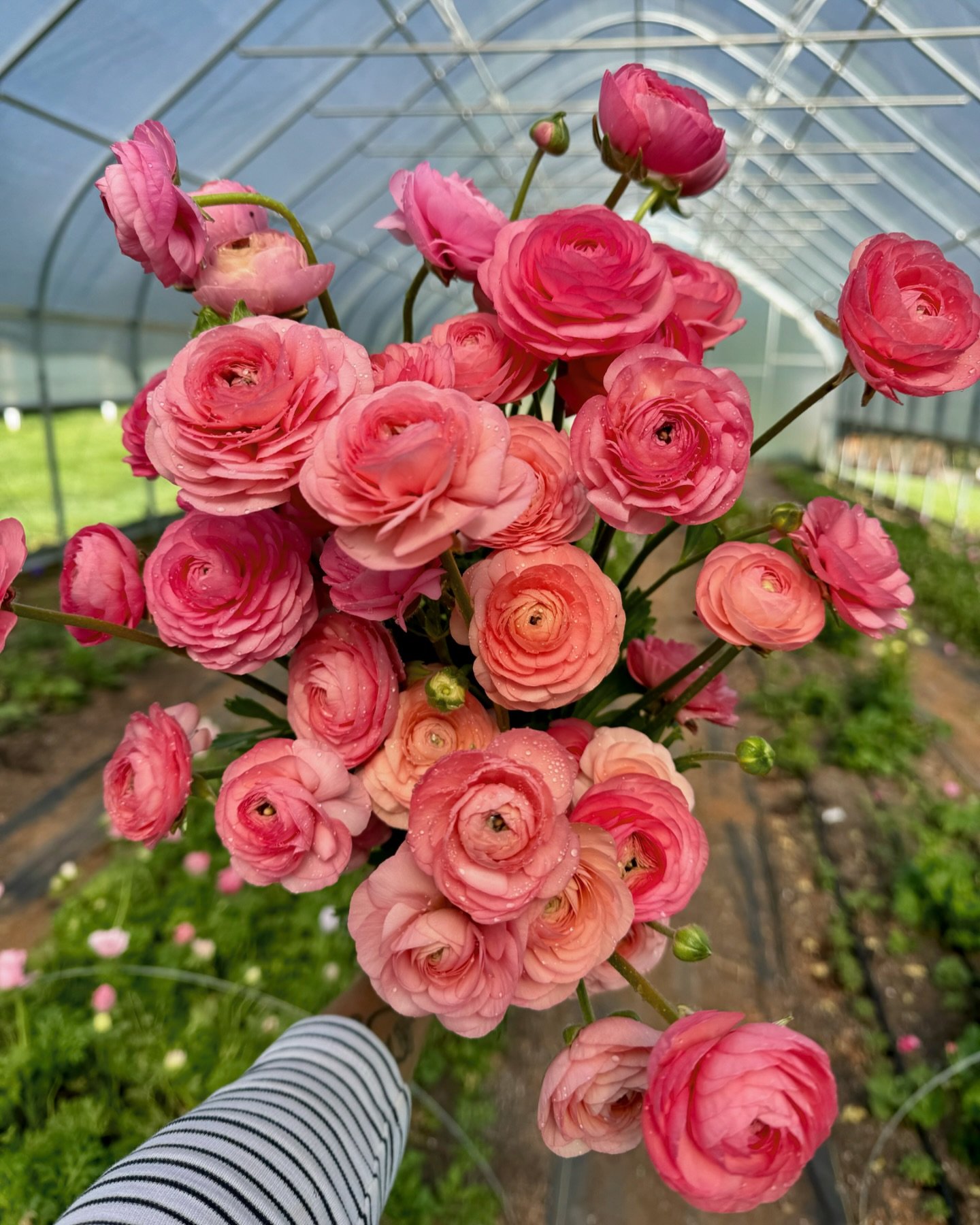 Juicy ranunculus pair perfectly with the first of our coral peonies 🍑🍒🍓🍉 You&rsquo;ll find both at the Farmstand tomorrow (Friday) &amp; Saturday