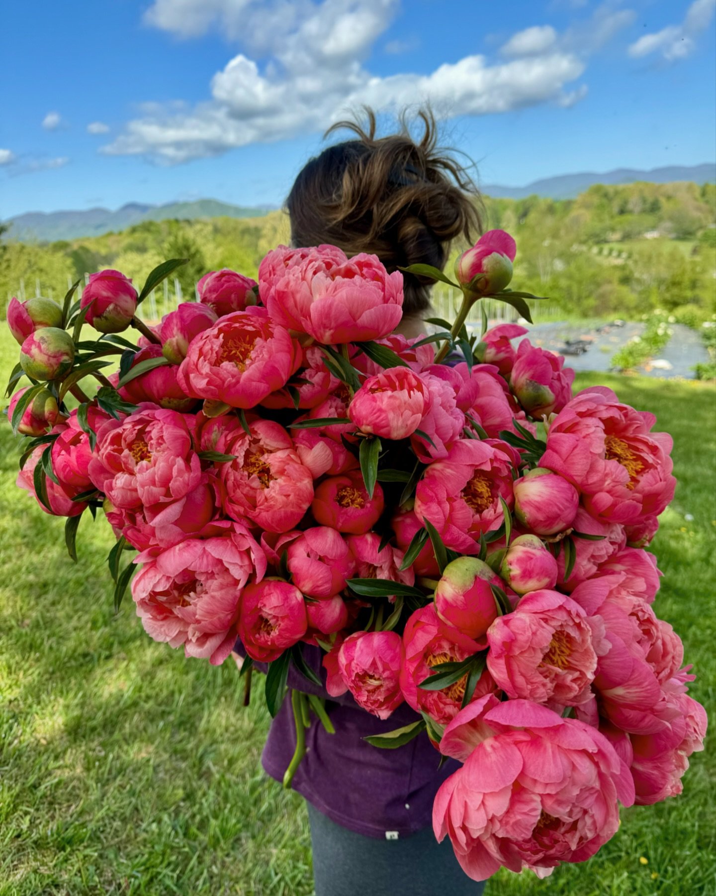 Coral charm peony season is upon us! 
My husband was looking at how insanely loaded the rest of the peonies are in the field, and told me that I had better not leave the farm anytime soon because I&rsquo;m about to have another full time job of harve