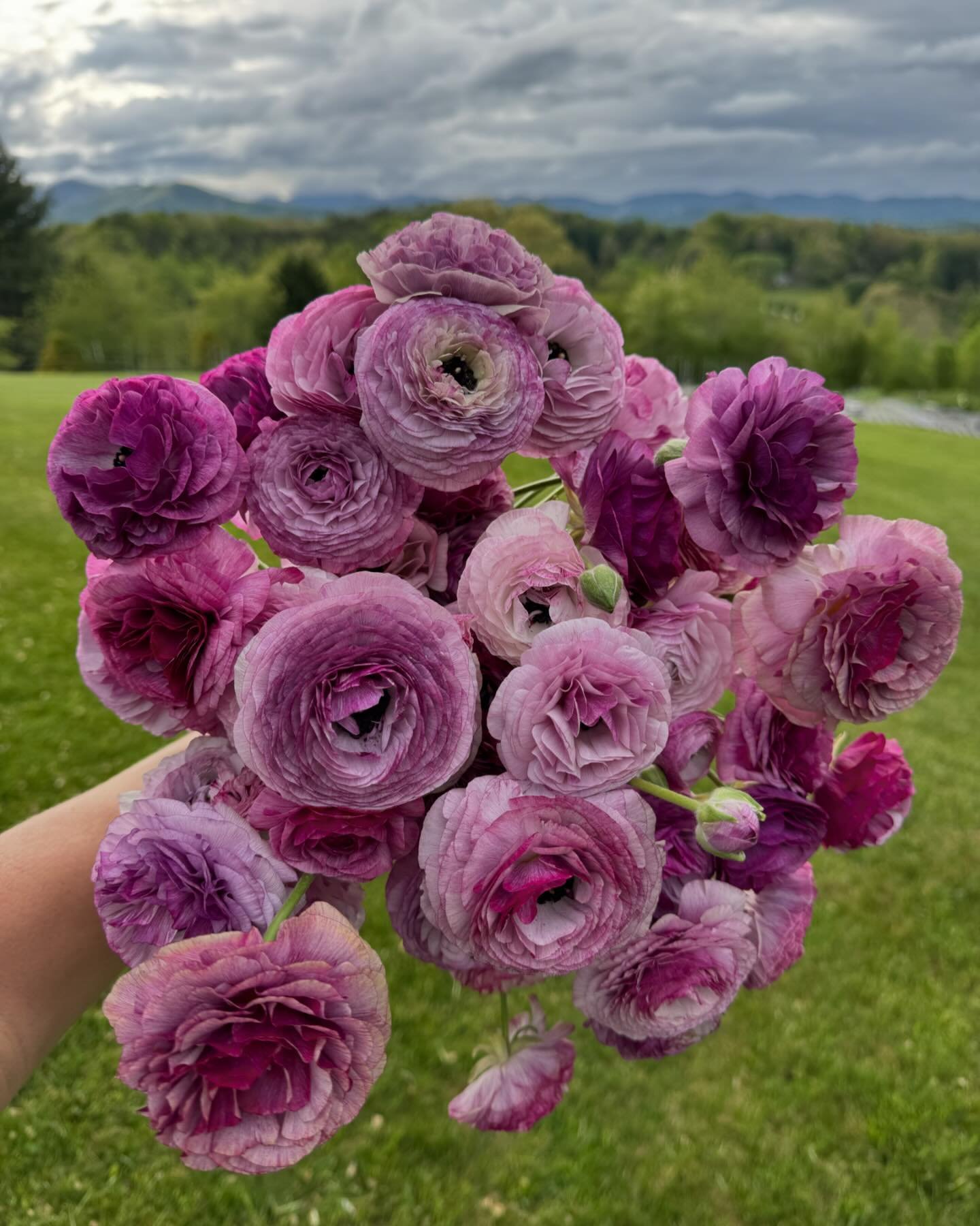 &ldquo;I love spring anywhere, but if I could choose I would greet it in a garden.&rdquo; ~ Ruth Stout

Each day something new is blooming on the farm, and it can feel challenging to keep up with it all ~ Ranunculus, poppies, peonies, bearded iris, b