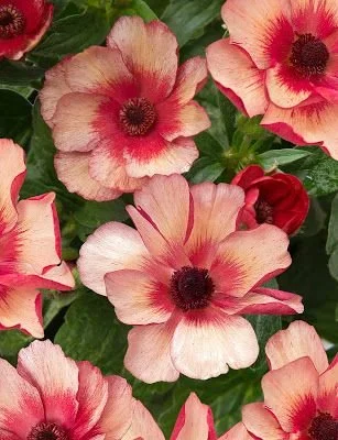 Butterfly ranuncs, terracotta.jpeg