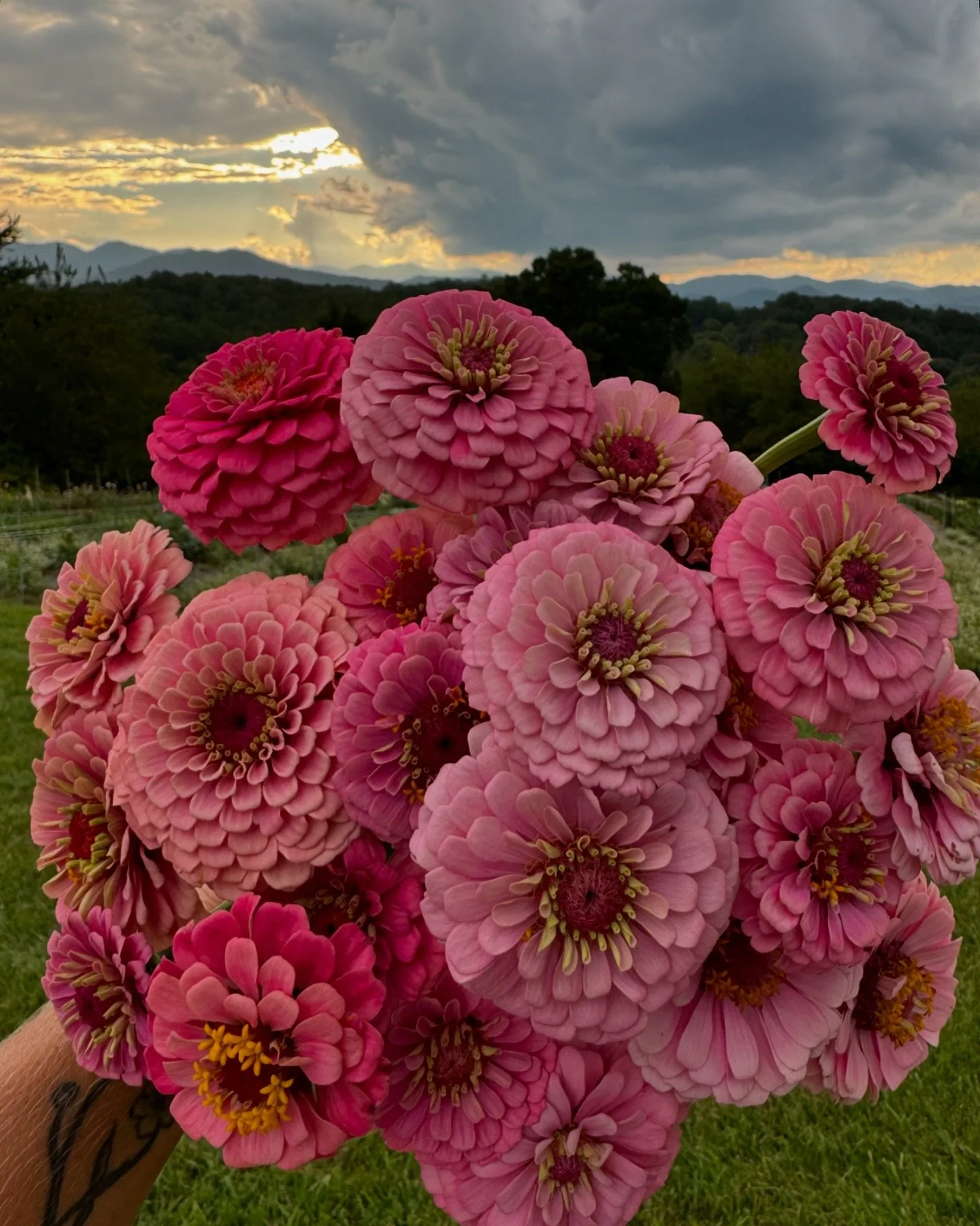 A magical moment with the zinnias at sunset 💫