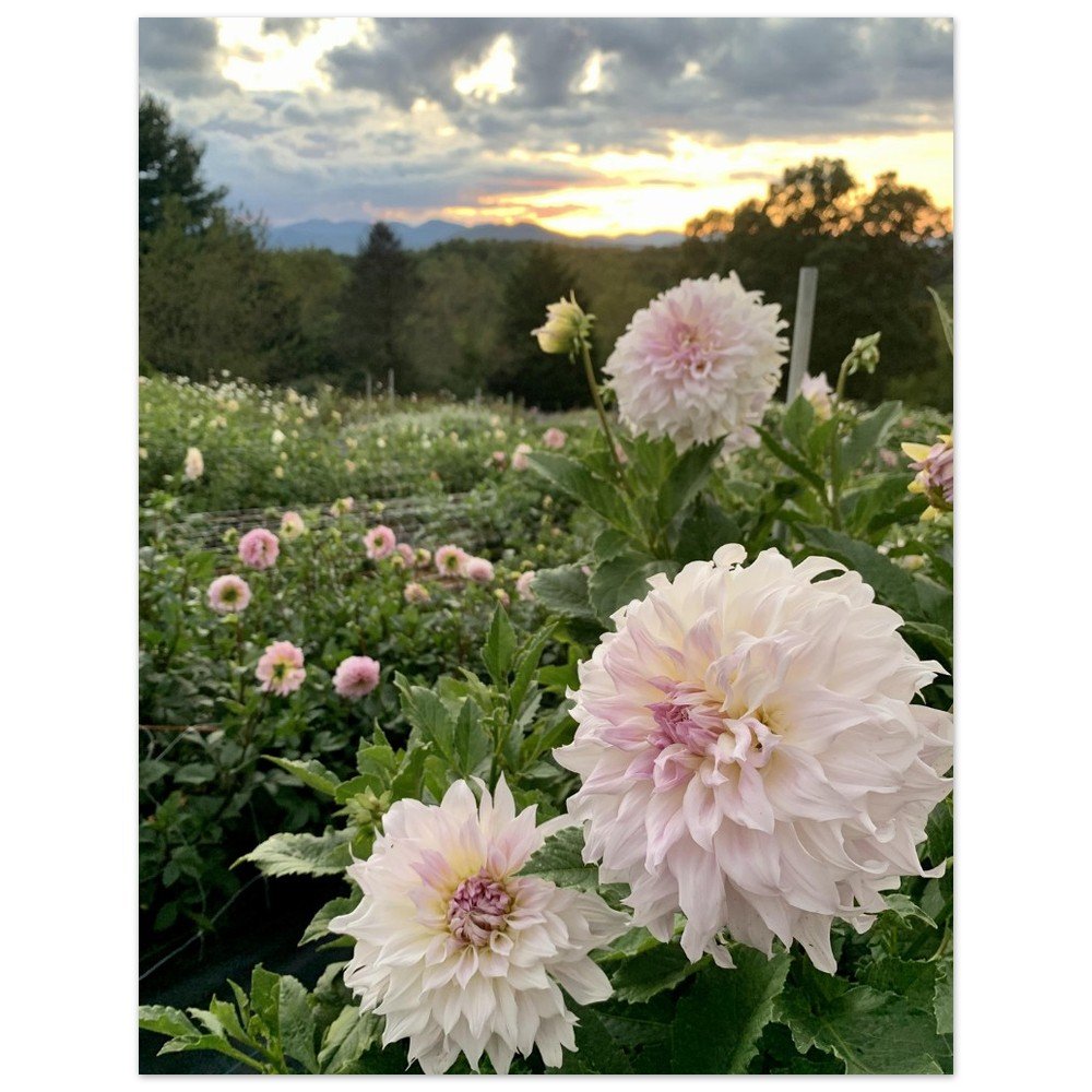 tmp-334-pqfSvg3u0pL5