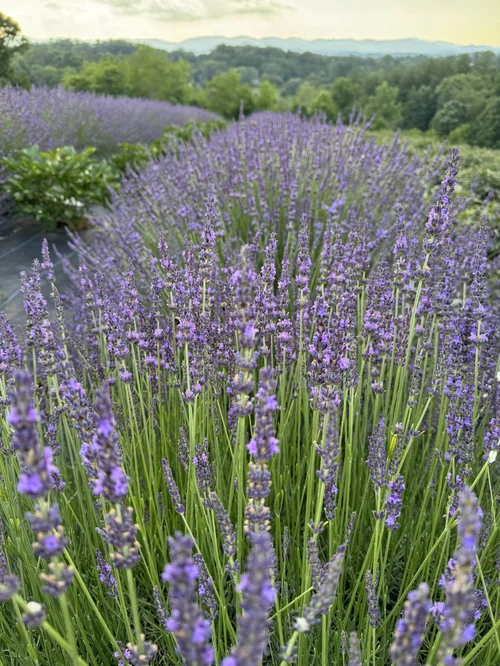 Growing Guide: Lavender  Flourish Flower Farm