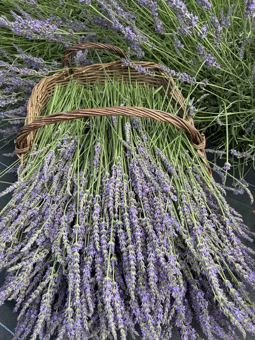 Growing Guide: Lavender  Flourish Flower Farm