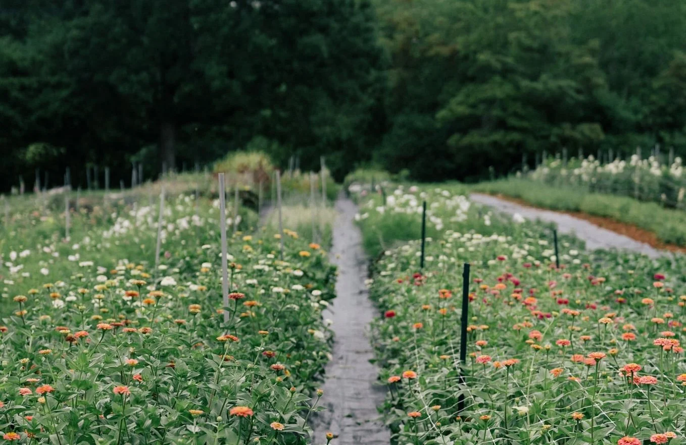 Troubleshooting Common Garden Problems, Pests &amp; Diseases