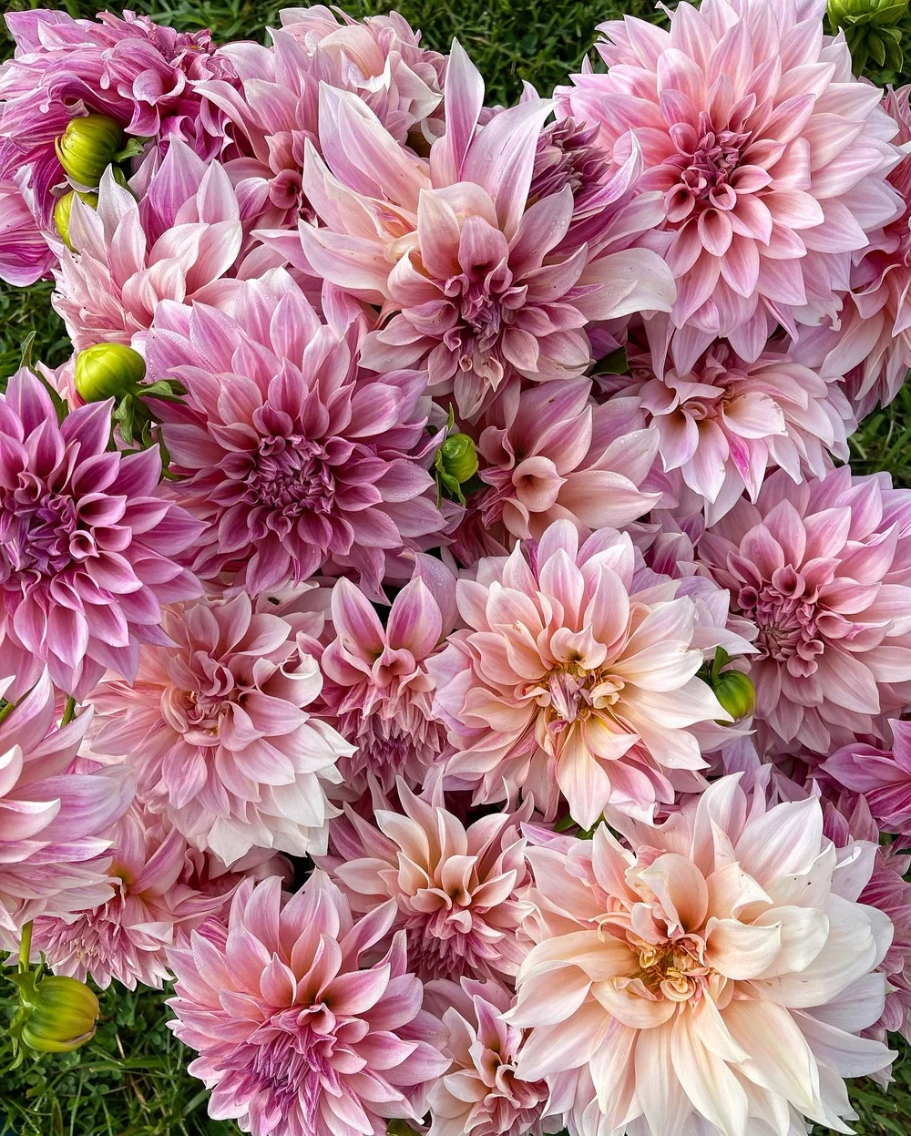 Bit of beauty for your Friday evening 💕