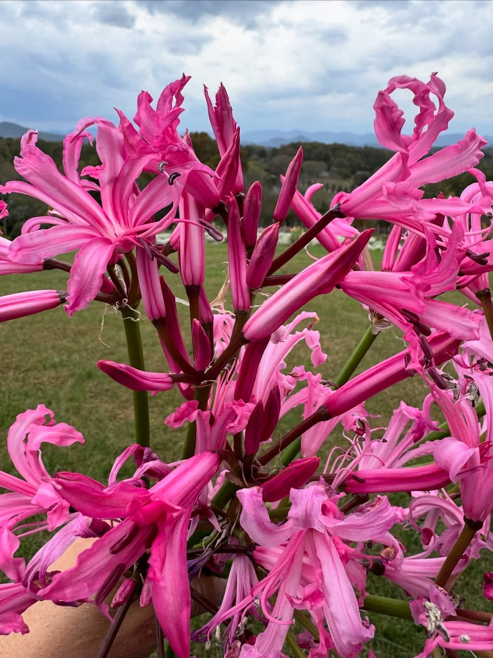 Meet my new favorite flower: the Nerine Lily. I&rsquo;ve used them in wedding work for years (and they typically have a very high price tag per stem), but this is my first season growing them. It&rsquo;s always a very welcome sight to have new flower