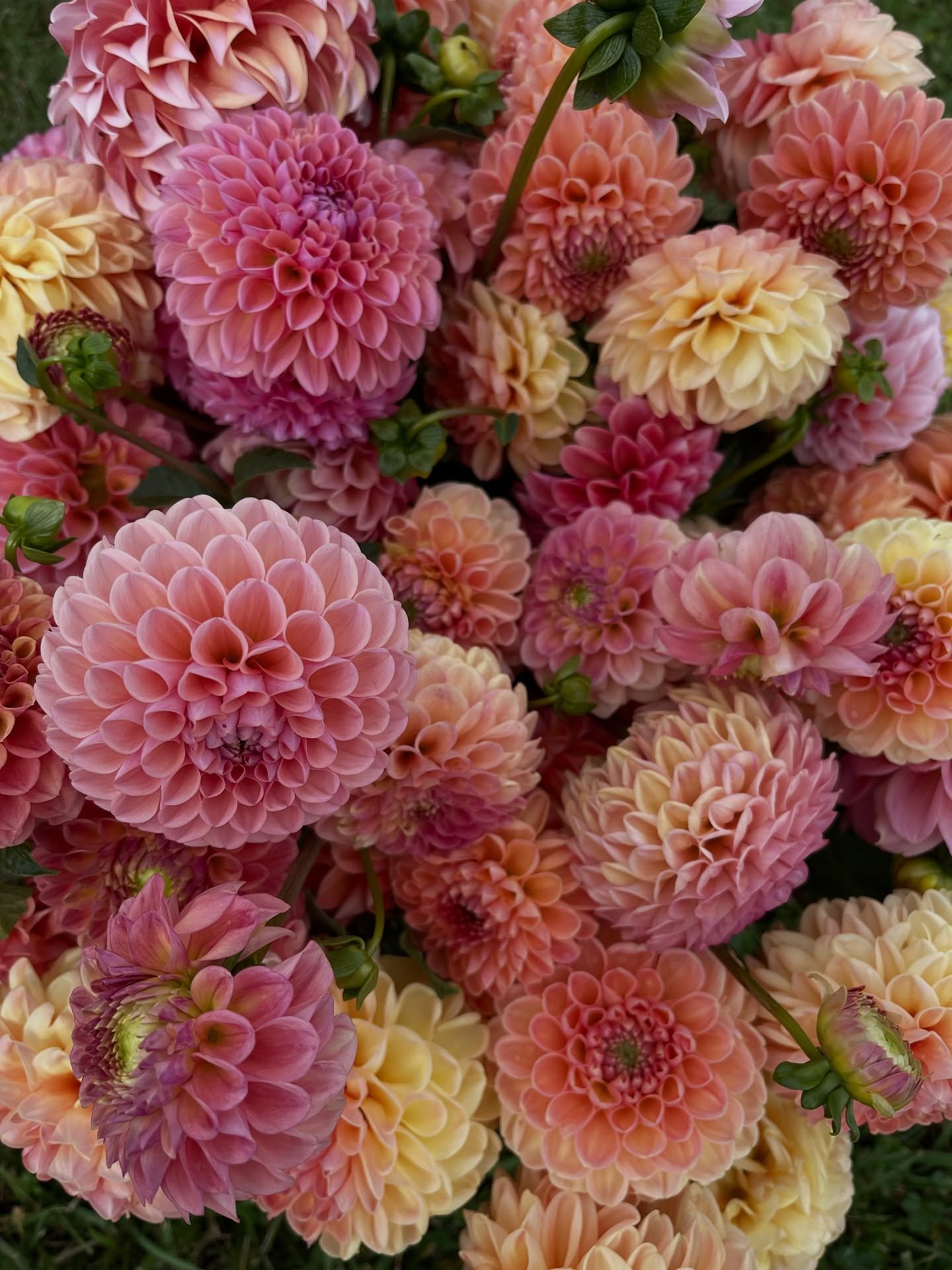 Snippets from October 🍂 I really can&rsquo;t believe that it&rsquo;s already November ~ the past month was a beautiful blur of weddings, elopements, planting, clearing fields and a few moments of rest. I&rsquo;m definitely looking forward to more re