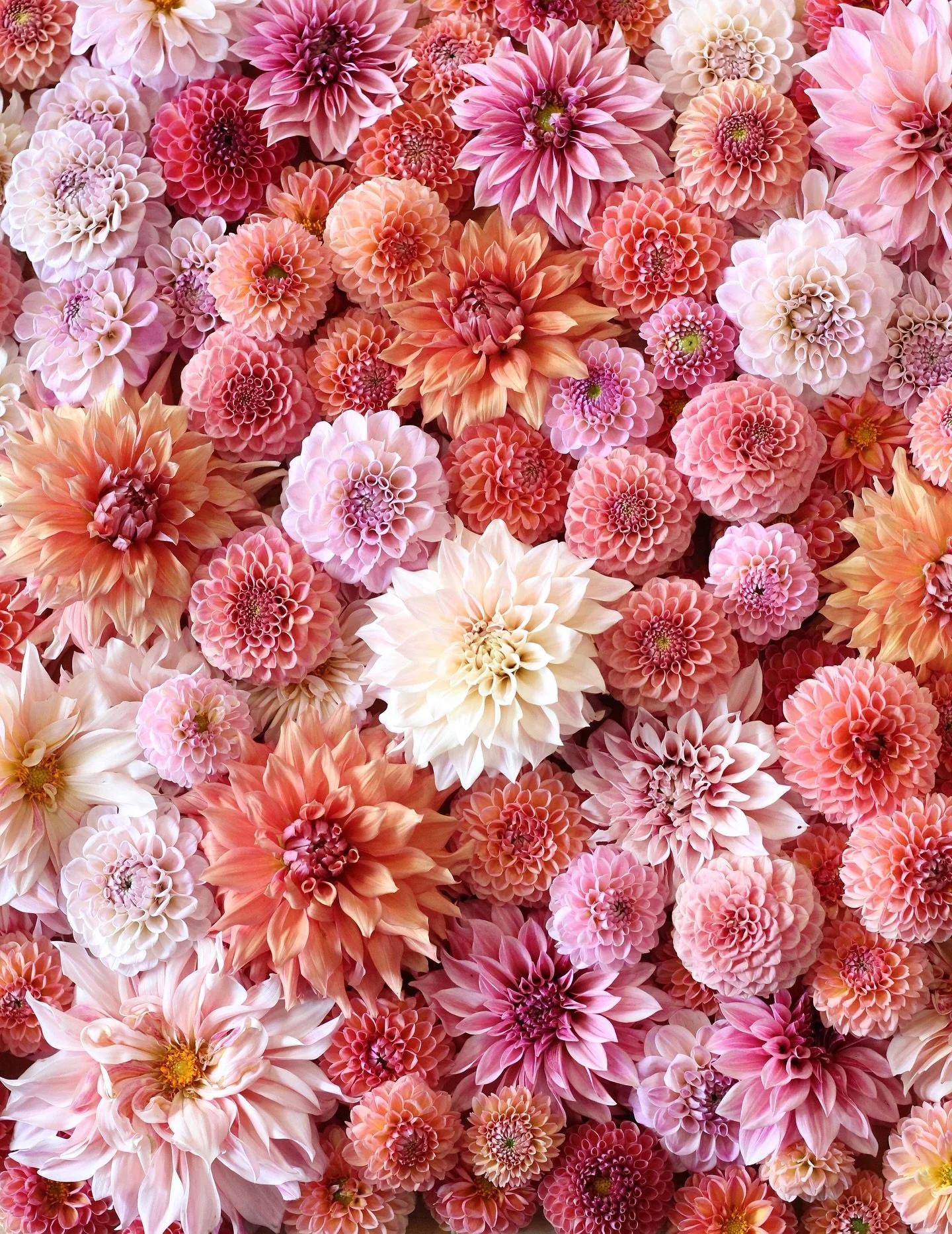 Feeling especially grateful for this beautiful flower community that blooms around us. Today I&rsquo;m giving extra thanks for all the little moments and the people who make this work so meaningful. Thank you for being here! 🍂🧡

Now back to baking 