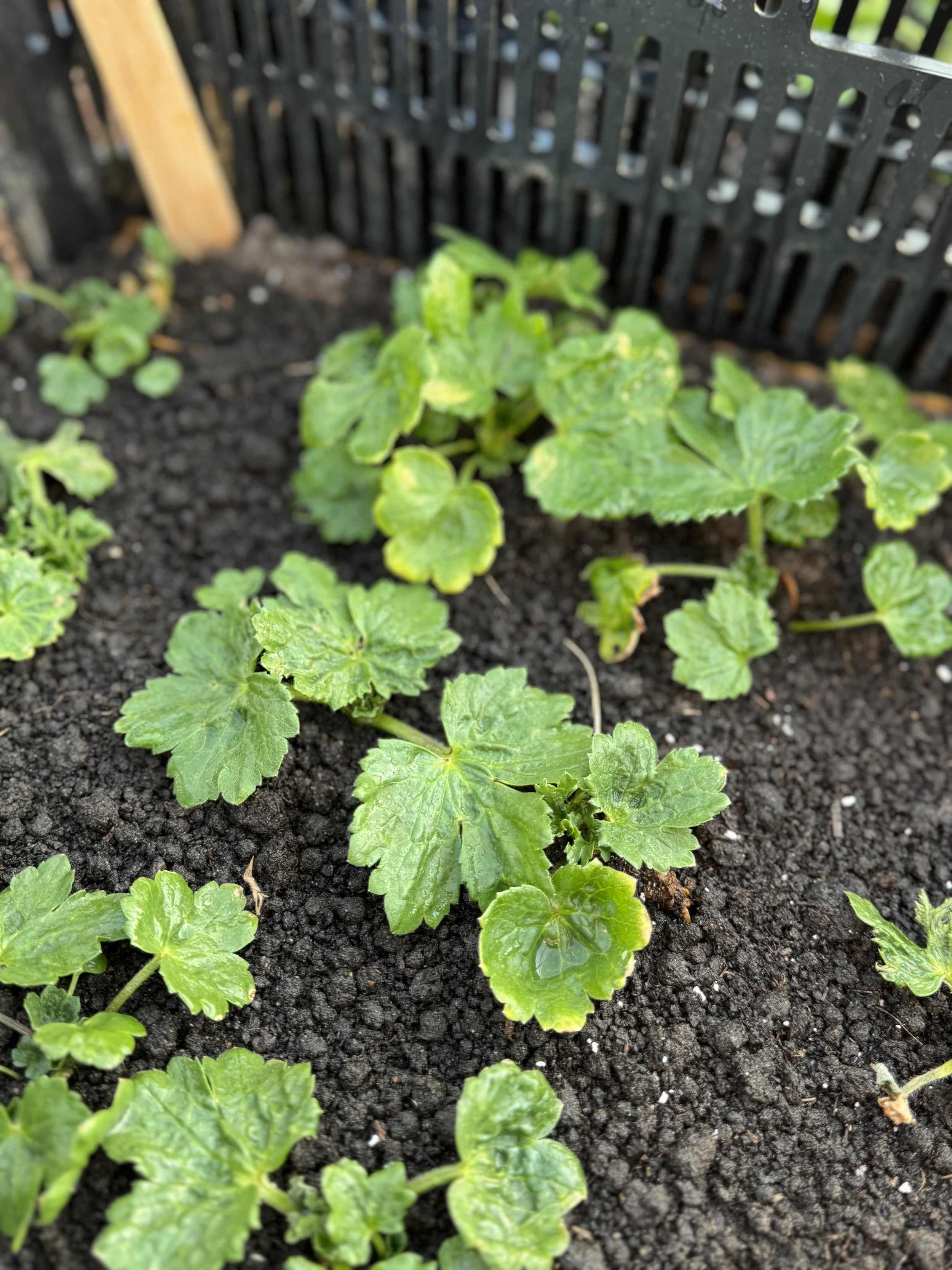 Feb, butterfly ranuncs sprouting.jpeg